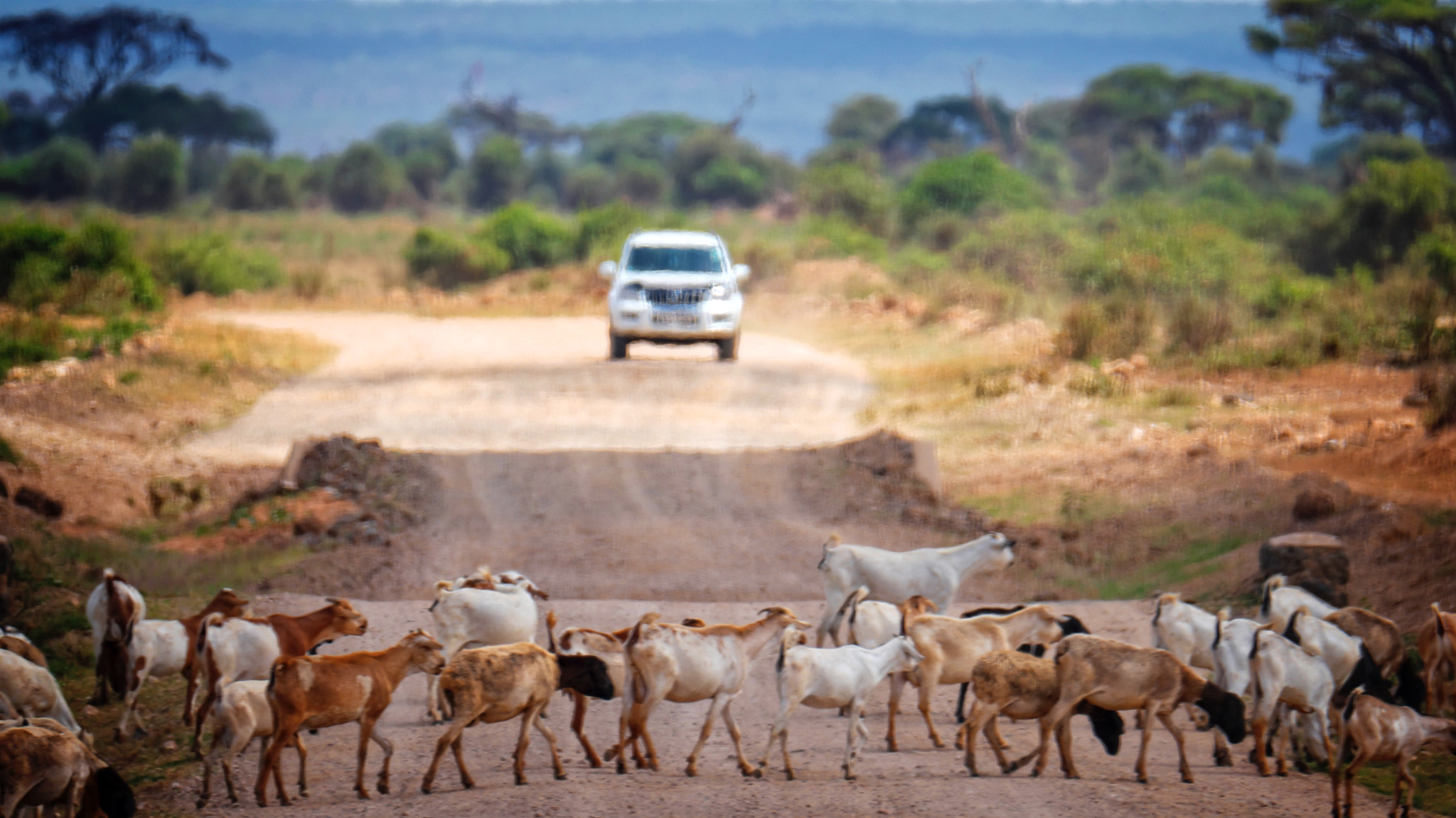 Fujifilm XF 100-400mm F4.5-5.6 R LM OIS WR sample photo. Traffic in the jungle photography