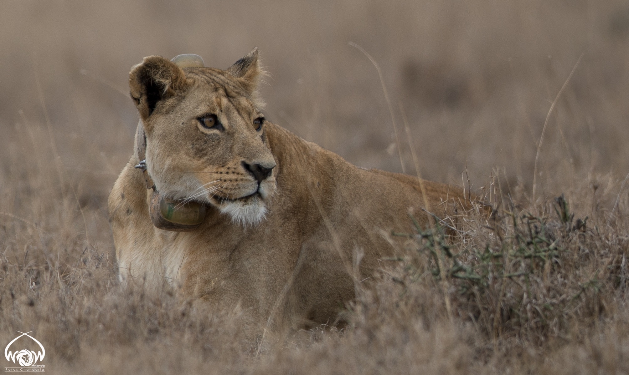 Canon EF 400mm F2.8L IS II USM sample photo. #03feb2017 #naturewildlife365 #project365 photography