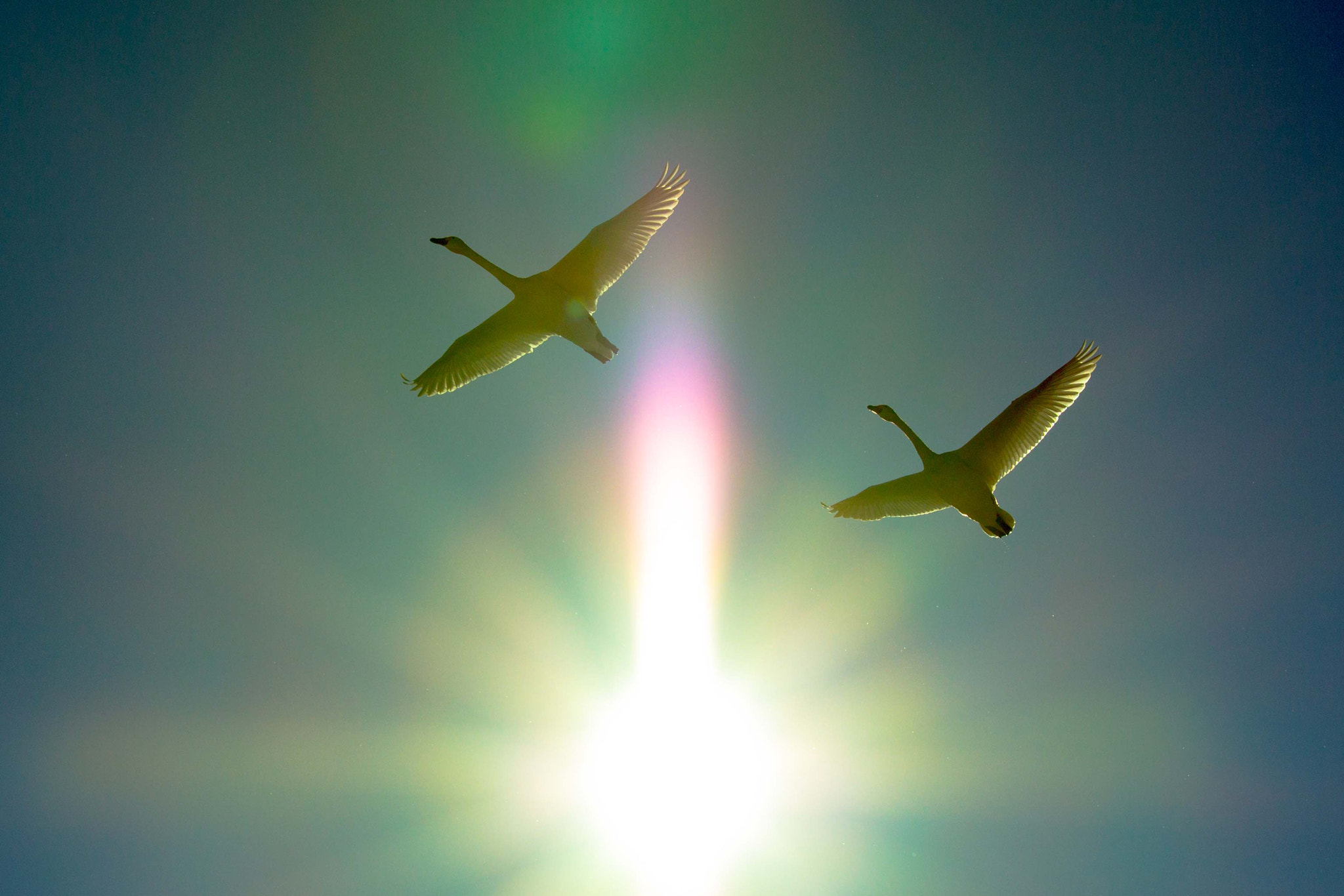 Canon EOS 60D + Canon EF 70-200mm F4L IS USM sample photo. Swans photography