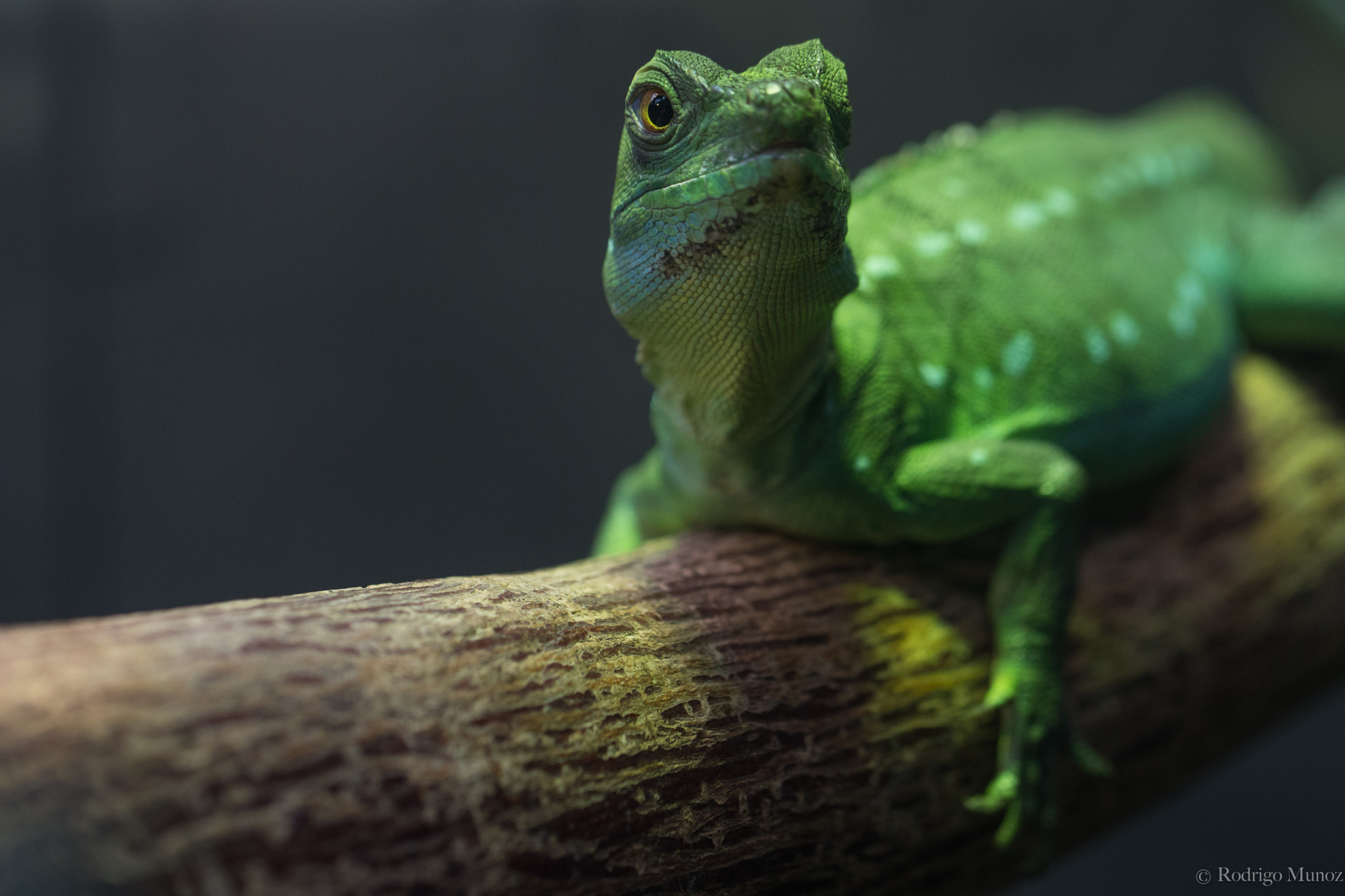 Canon EF 100mm F2.8L Macro IS USM sample photo. What? photography