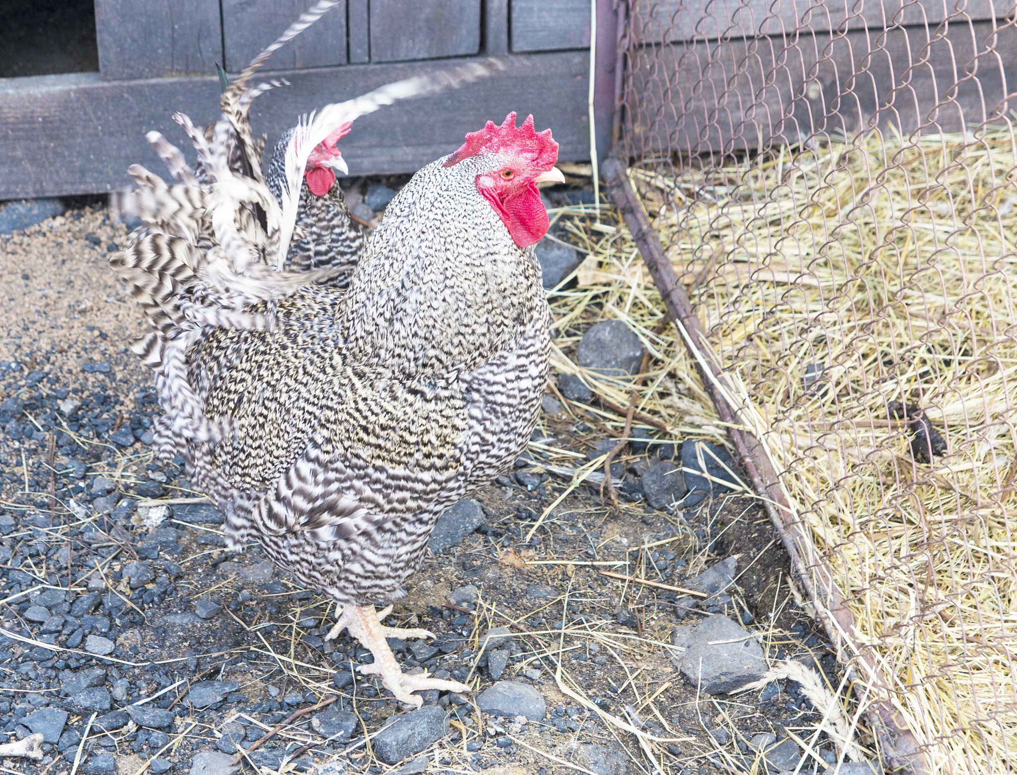 Tamron SP AF 17-50mm F2.8 XR Di II LD Aspherical (IF) sample photo. Spotted rooster standing on the ground photography