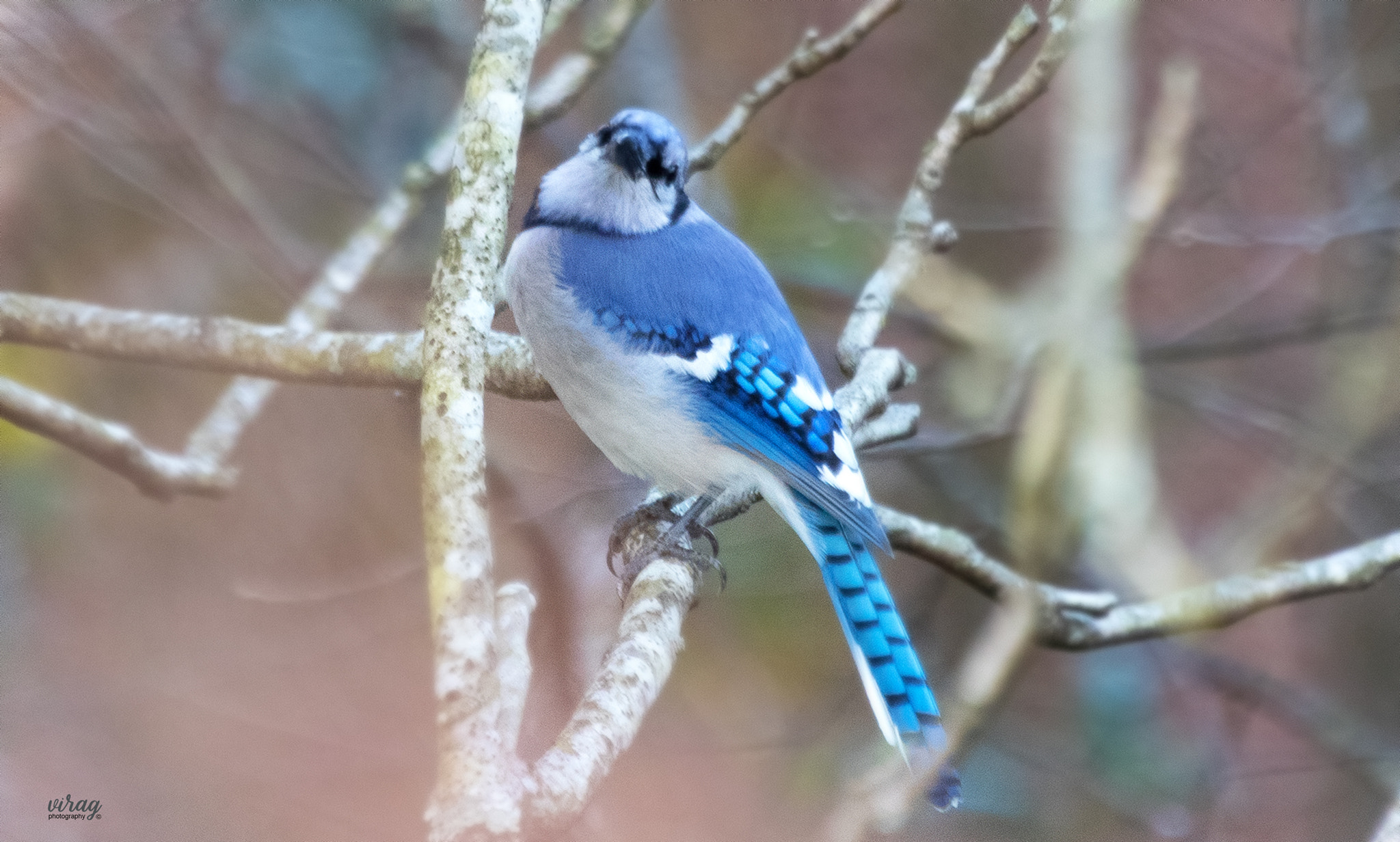 Canon EF 100-400mm F4.5-5.6L IS USM sample photo. Blue jay photography