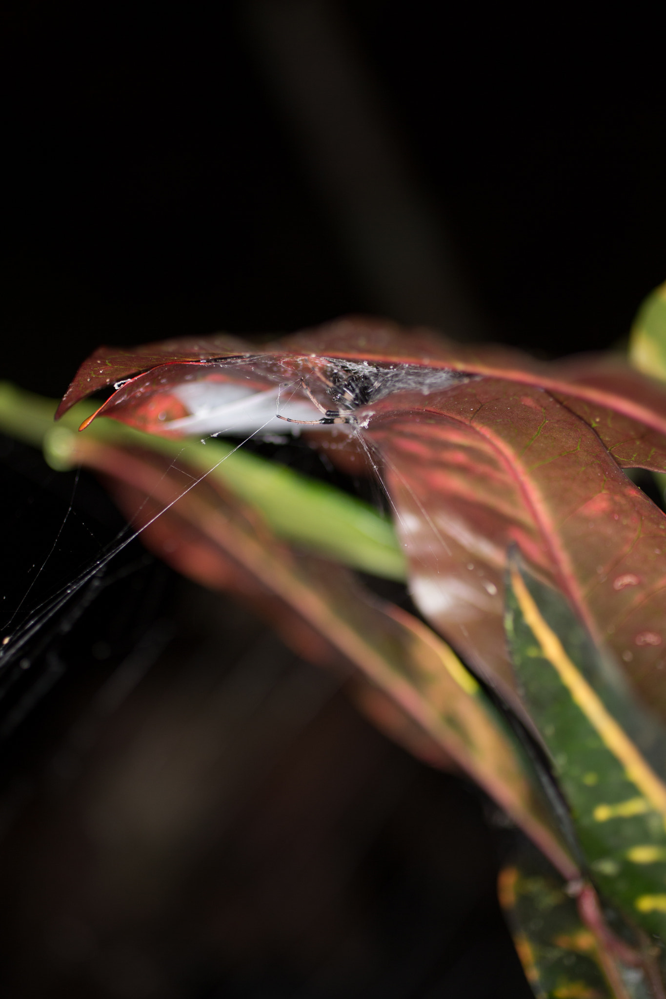 Canon EOS 6D + Canon EF 50mm F2.5 Macro sample photo. Yacuma lodge wildlife photography