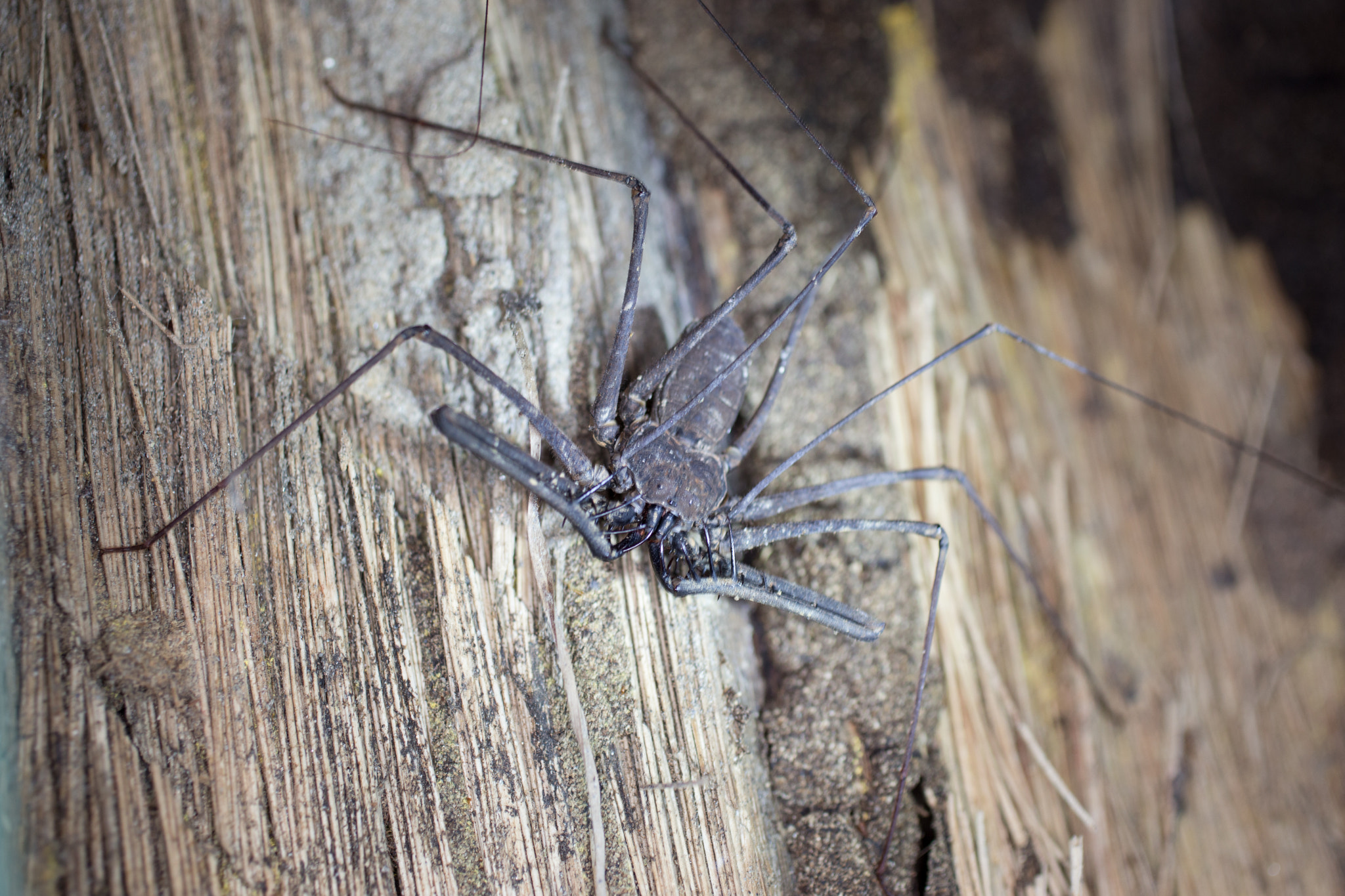 Canon EOS 6D + Canon EF 50mm F2.5 Macro sample photo. Yacuma lodge wildlife photography