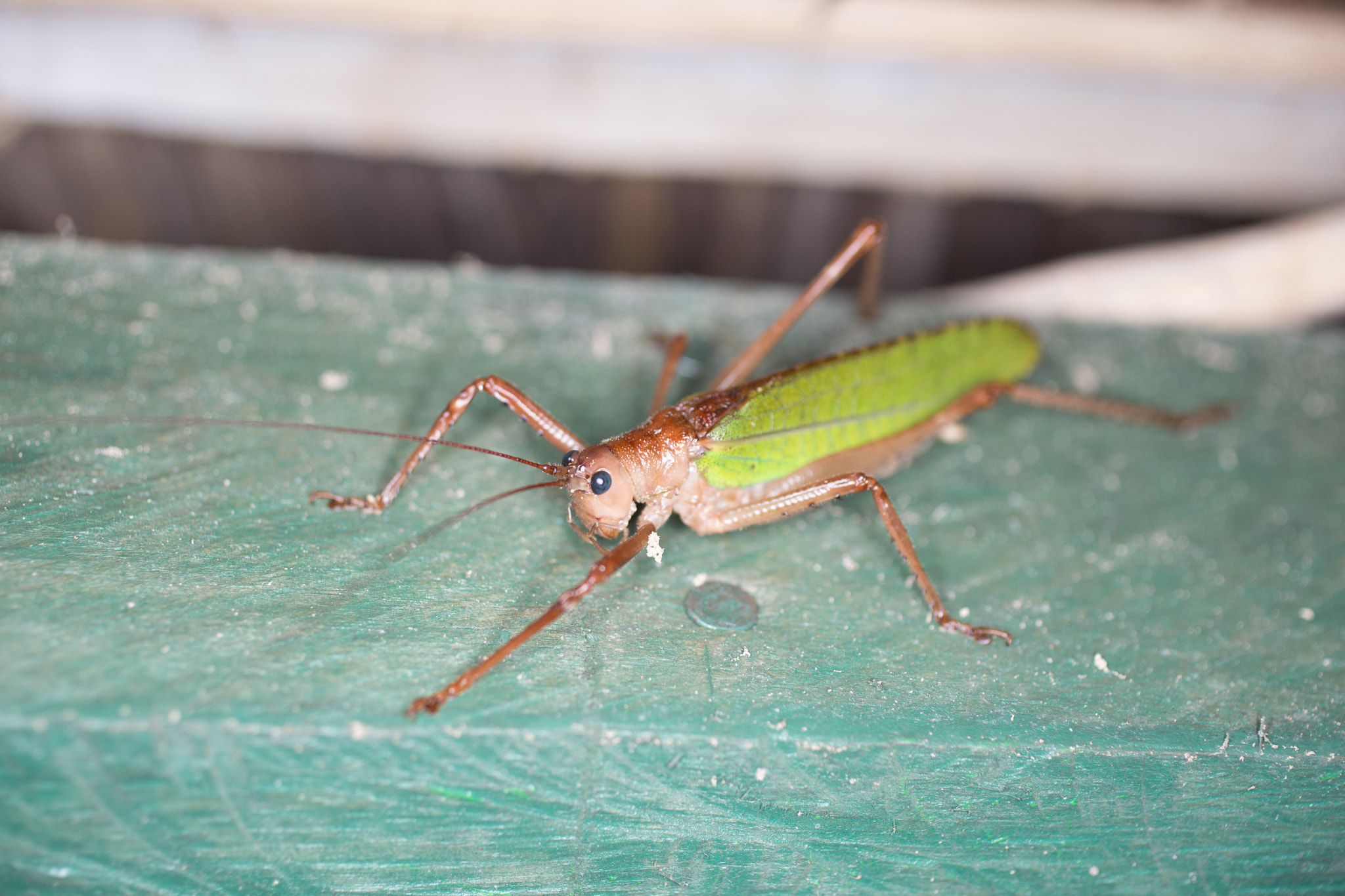 Canon EOS 6D + Canon EF 50mm F2.5 Macro sample photo. Yacuma lodge wildlife photography