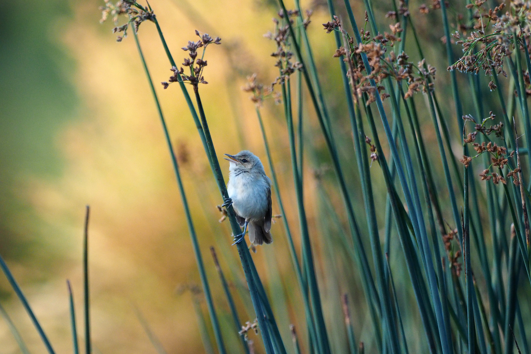 Olympus OM-D E-M1 sample photo. Australian reed warbler photography
