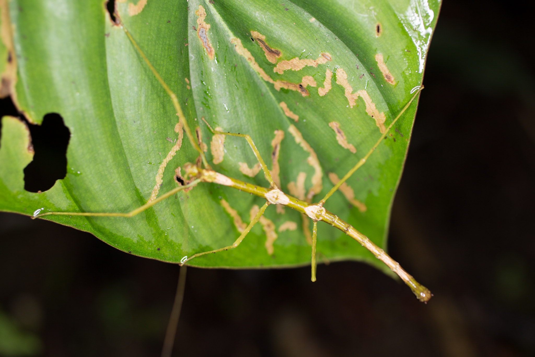 Canon EOS 6D + Canon EF 50mm F2.5 Macro sample photo. Yacuma lodge wildlife photography