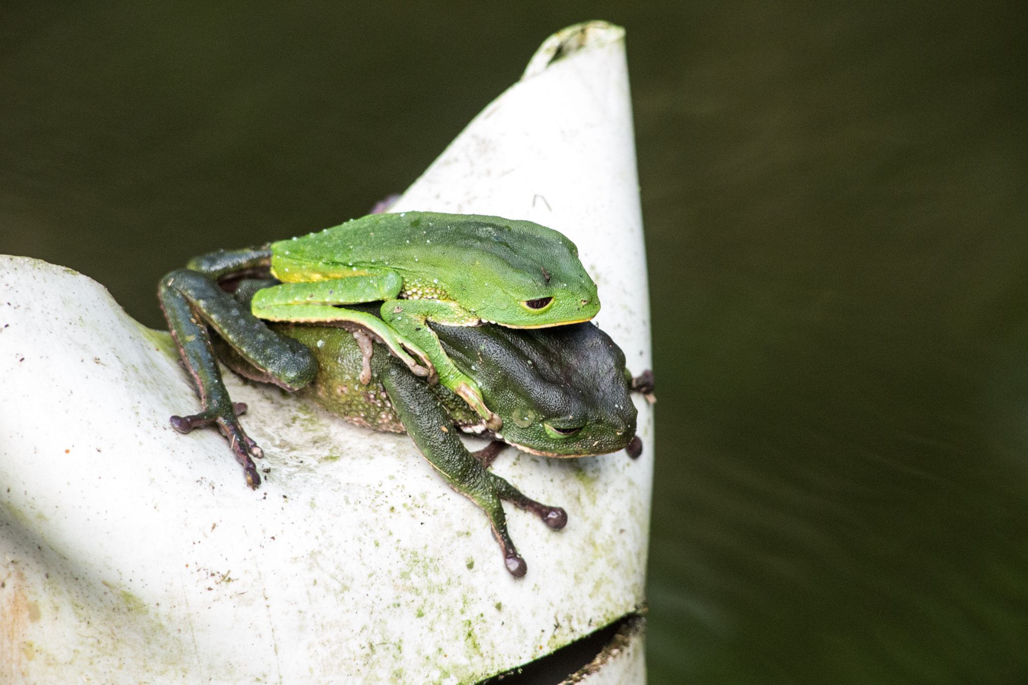 Canon EF 100-300mm F4.5-5.6 USM sample photo. Yacuma lodge wildlife photography