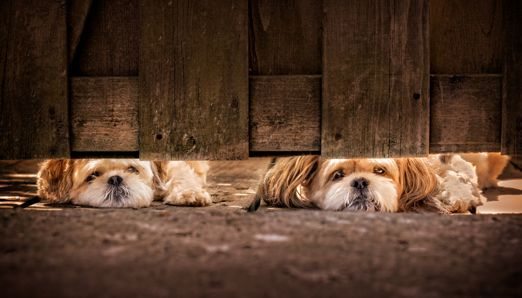 please play with us by Jim Smith on 500px.com