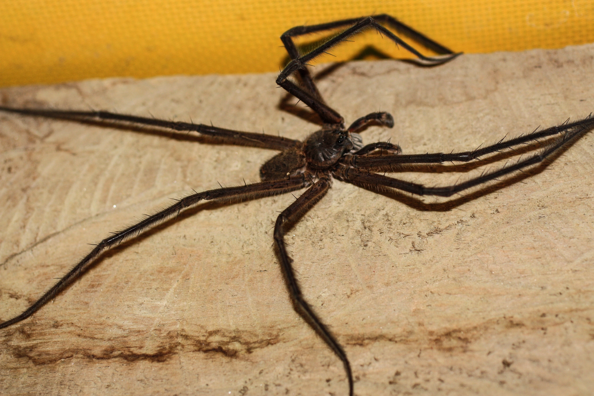 Canon EF 50mm F2.5 Macro sample photo. Yacuma lodge wildlife photography