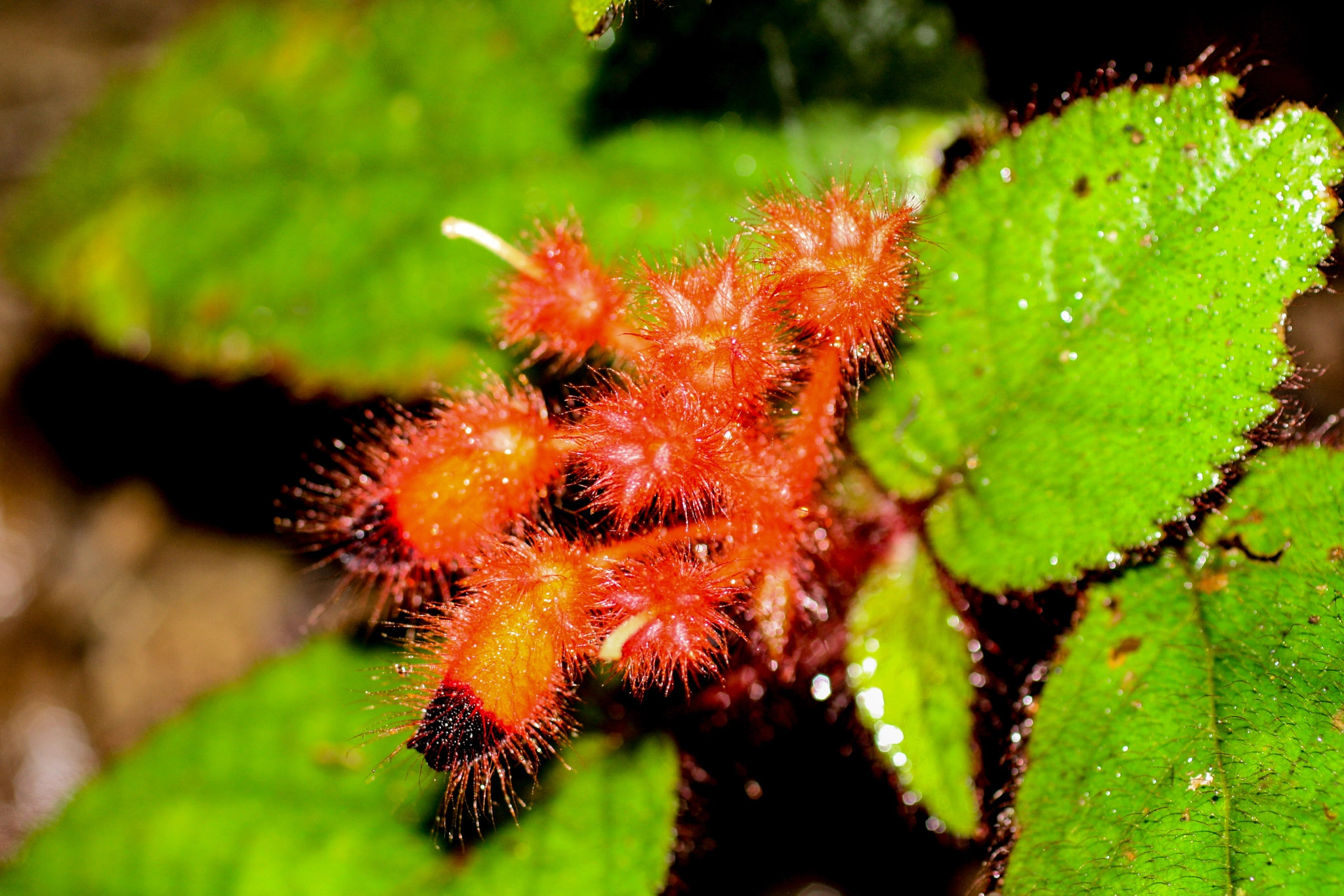 Canon EF 50mm F2.5 Macro sample photo. Yacuma lodge wildlife photography