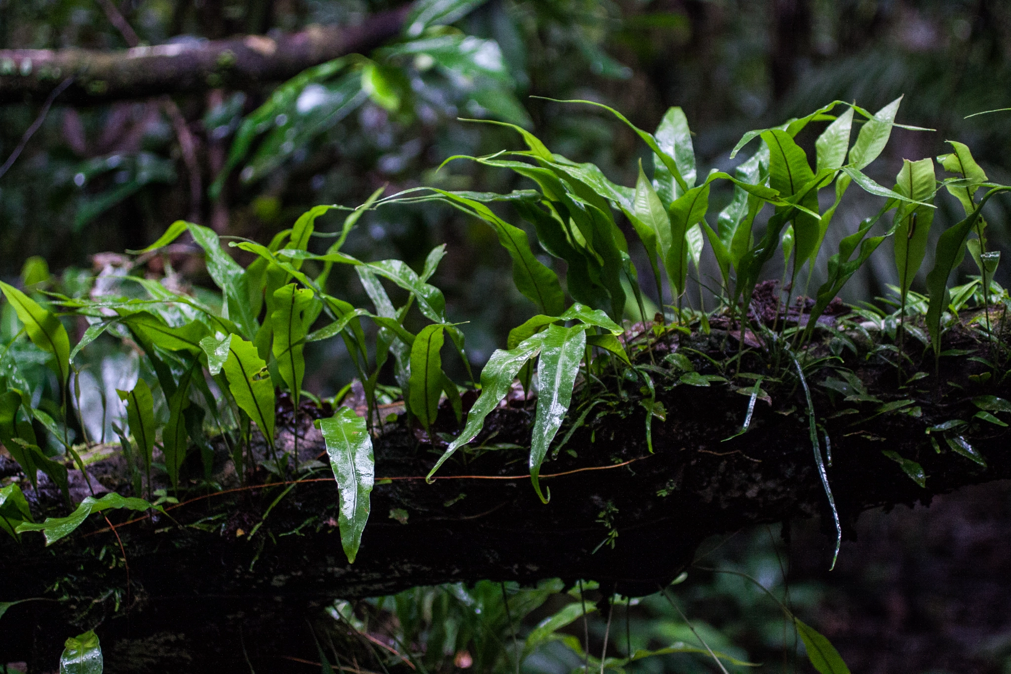Canon EF 50mm F2.5 Macro sample photo. Yacuma lodge wildlife photography