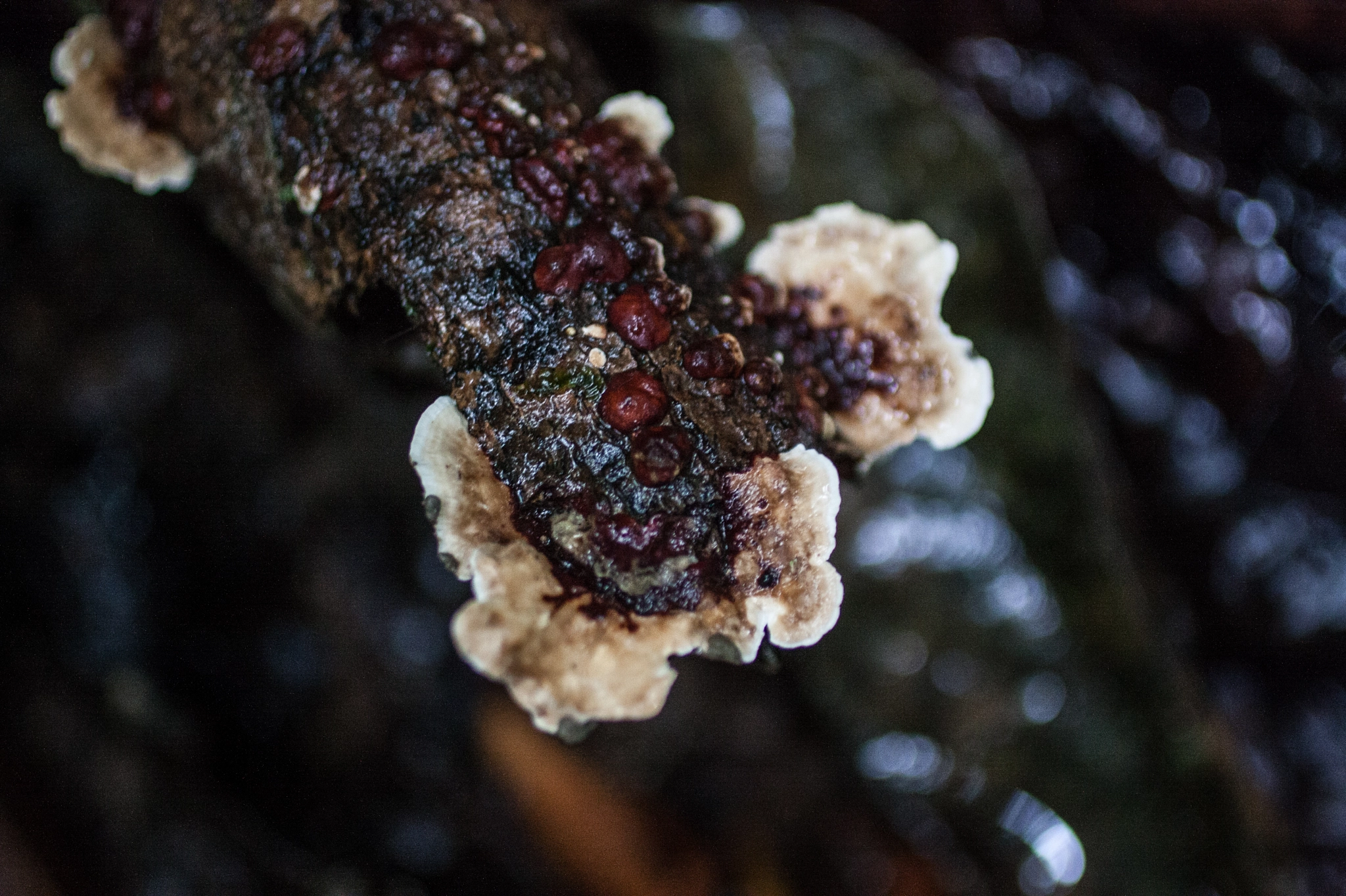 Canon EF 50mm F2.5 Macro sample photo. Yacuma lodge wildlife photography