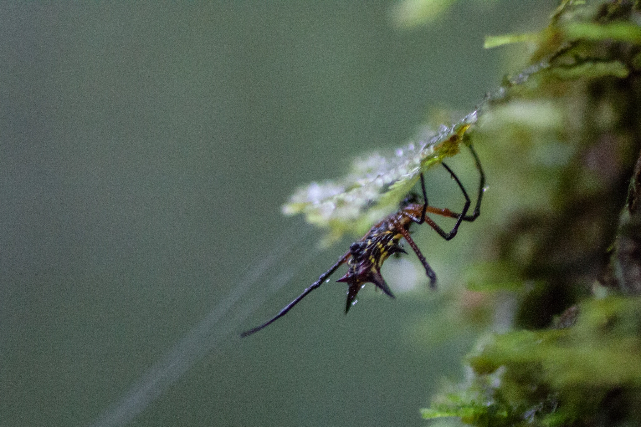 Canon EF 50mm F2.5 Macro sample photo. Yacuma lodge wildlife photography