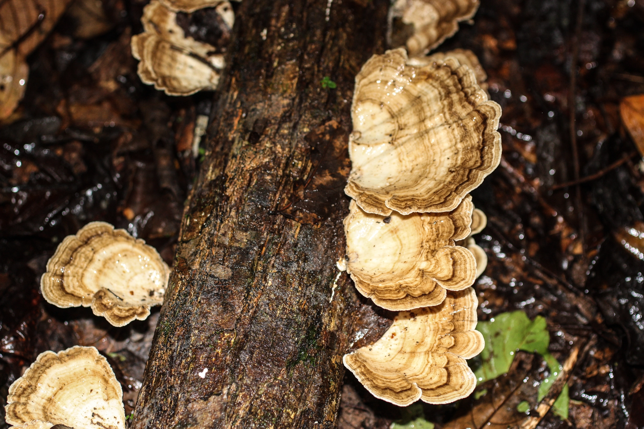Canon EF 50mm F2.5 Macro sample photo. Yacuma lodge wildlife photography