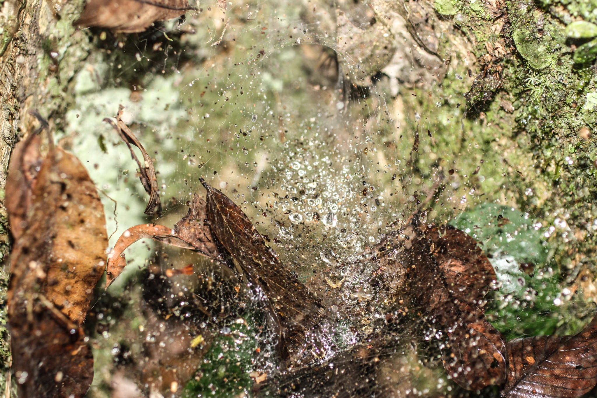 Canon EF 50mm F2.5 Macro sample photo. Yacuma lodge wildlife photography