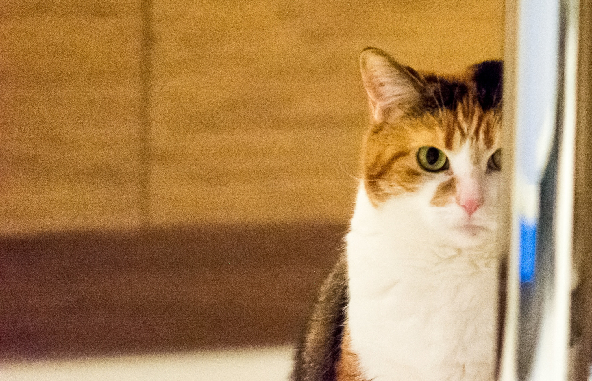 Sigma 105mm F2.8 EX DG OS HSM sample photo. Camouflage photography