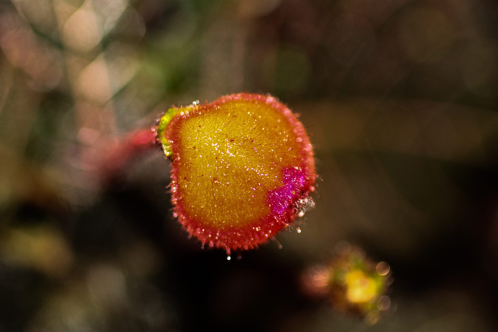 Canon EF 50mm F2.5 Macro sample photo. Yacuma lodge wildlife photography