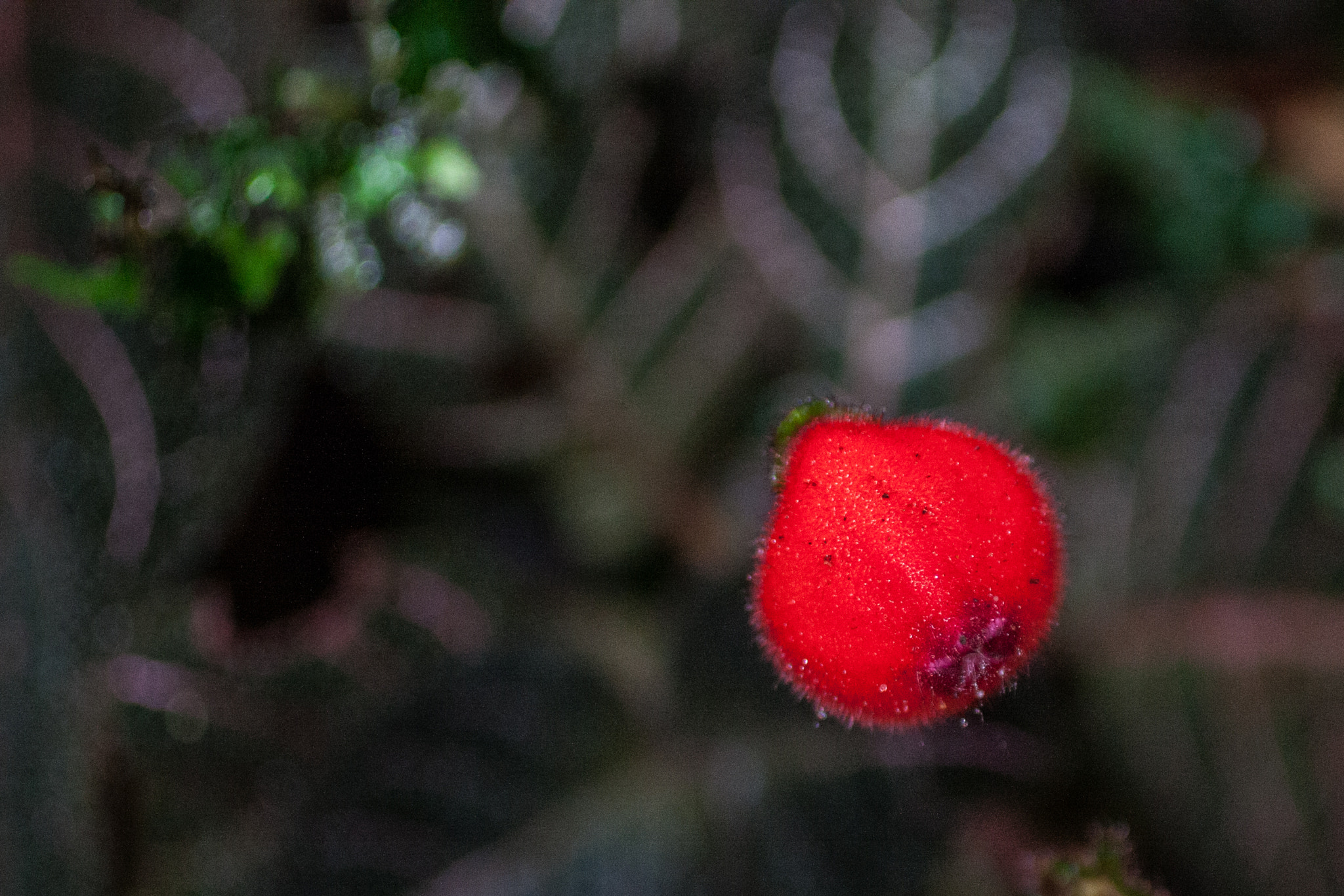 Canon EF 50mm F2.5 Macro sample photo. Yacuma lodge wildlife photography