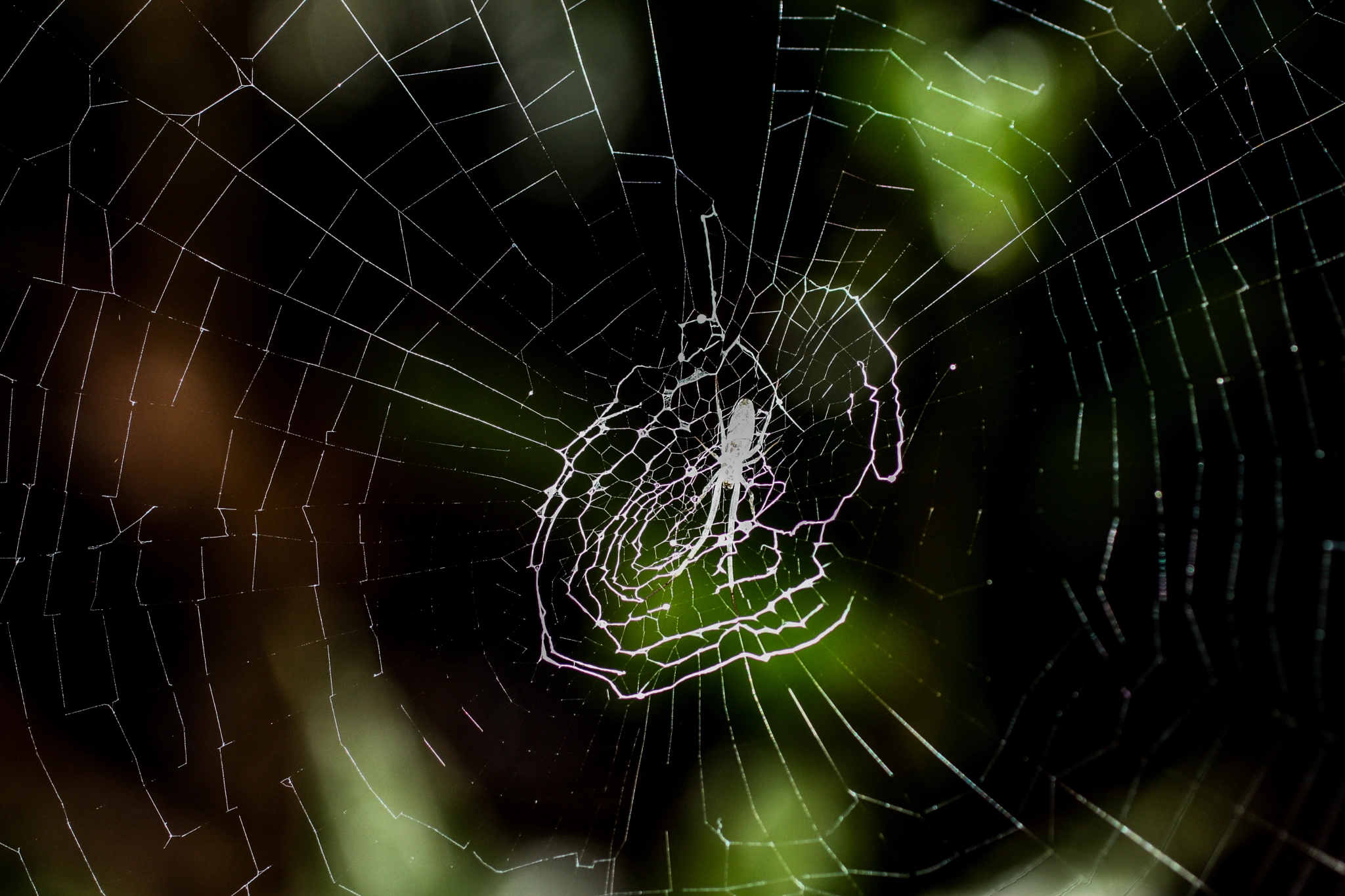 Canon EF 50mm F2.5 Macro sample photo. Yacuma lodge wildlife photography