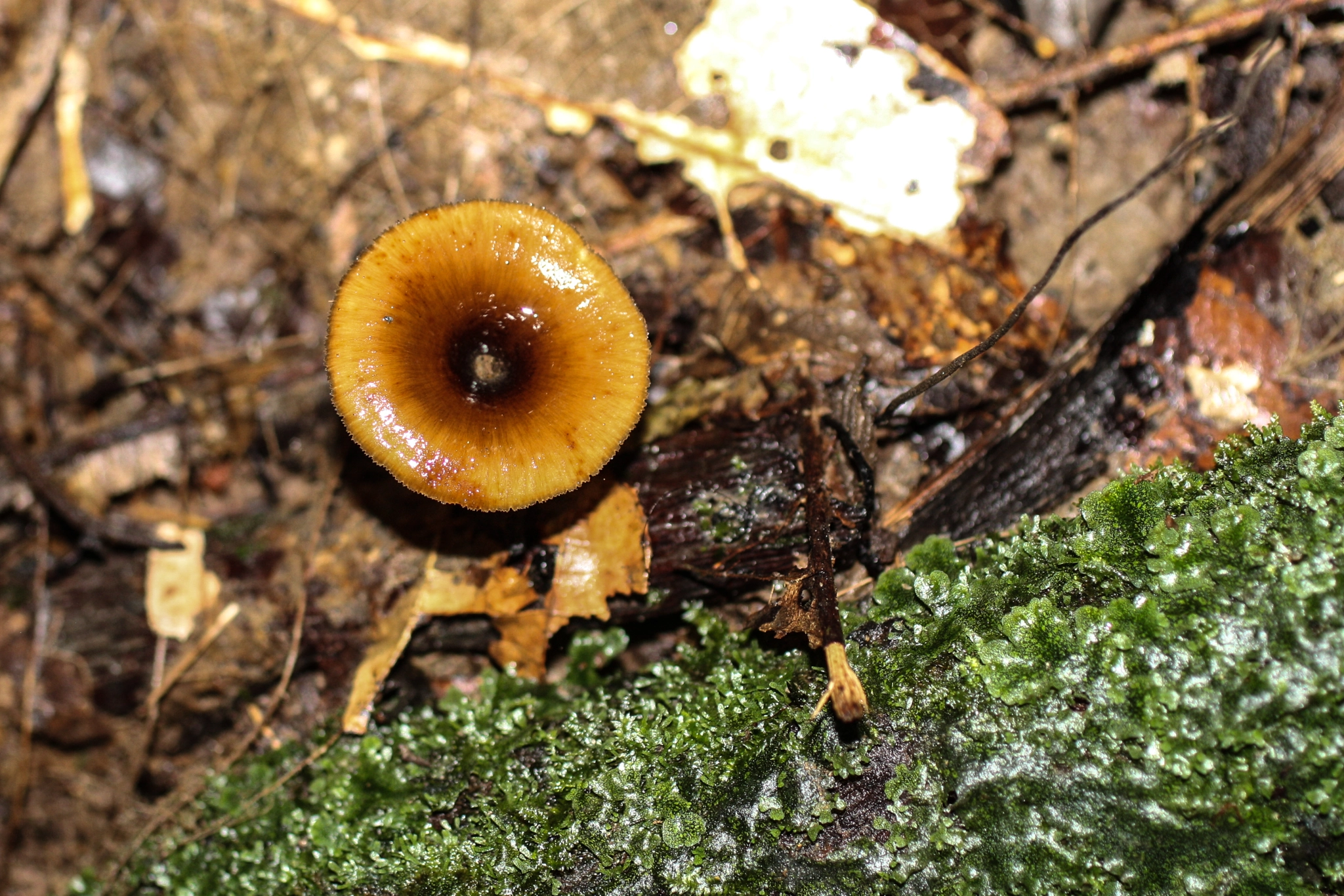 Canon EF 50mm F2.5 Macro sample photo. Yacuma lodge wildlife photography