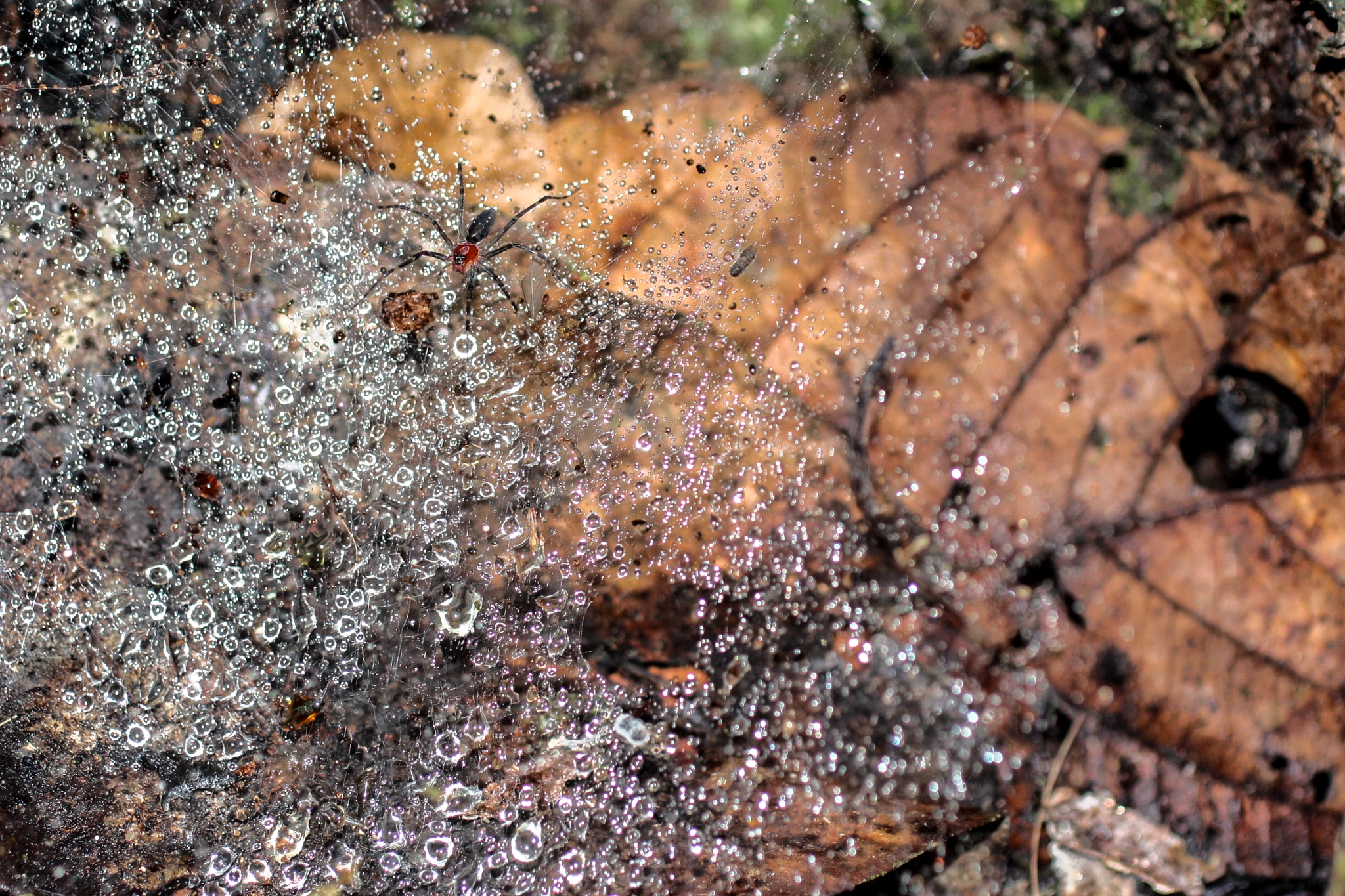 Canon EF 50mm F2.5 Macro sample photo. Yacuma lodge wildlife photography
