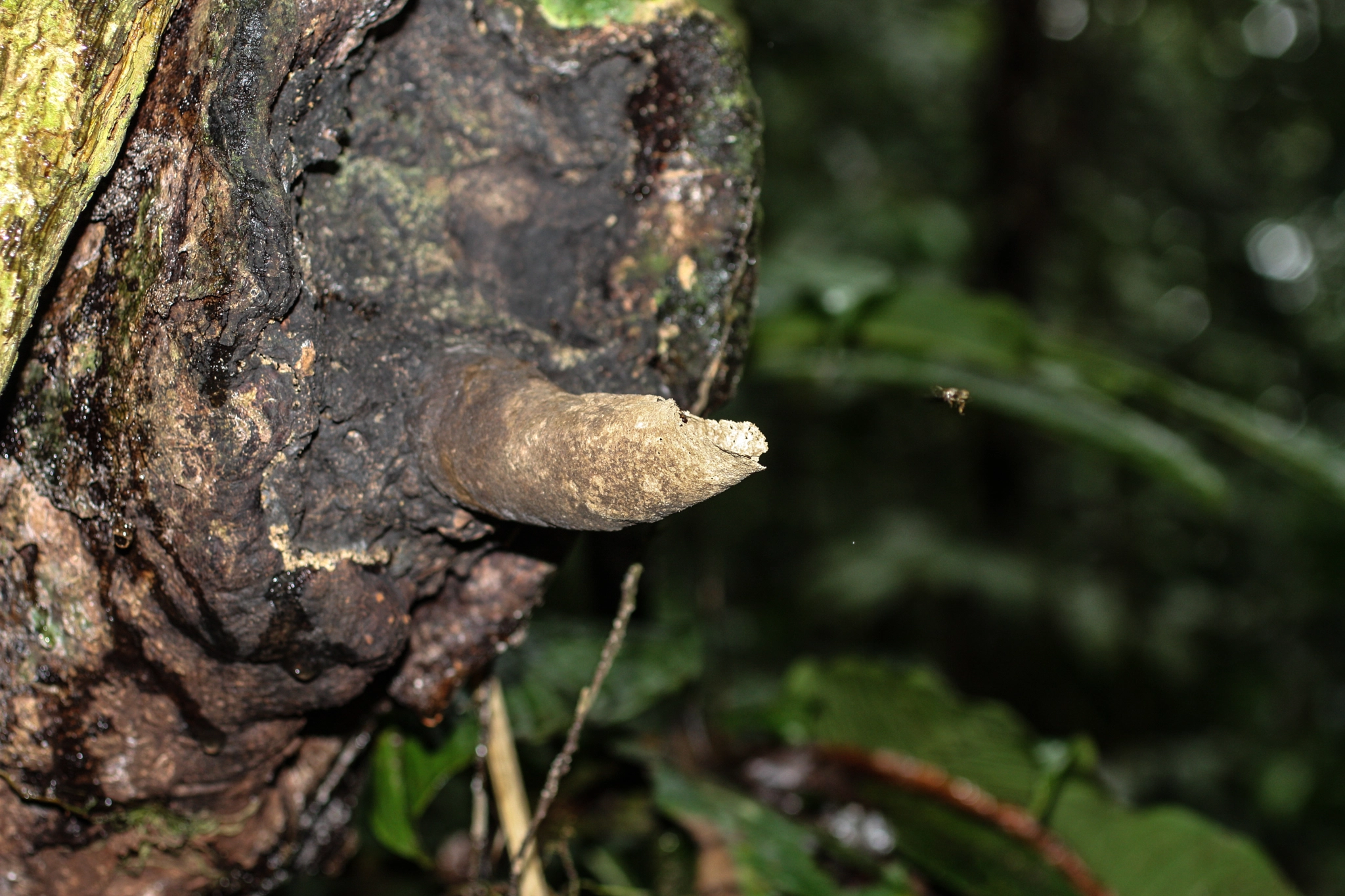 Canon EF 50mm F2.5 Macro sample photo. Yacuma lodge wildlife photography