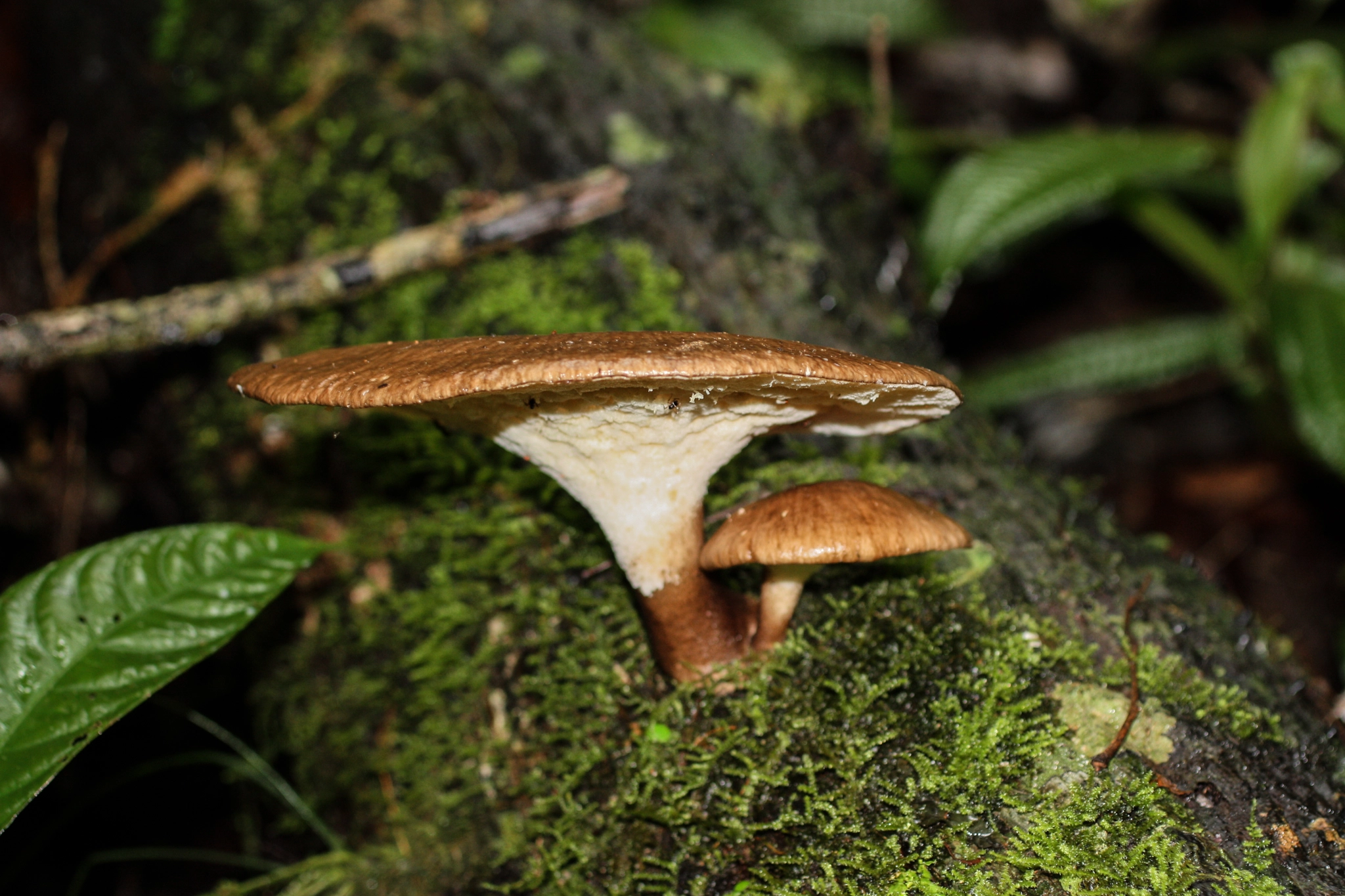 Canon EF 50mm F2.5 Macro sample photo. Yacuma lodge wildlife photography
