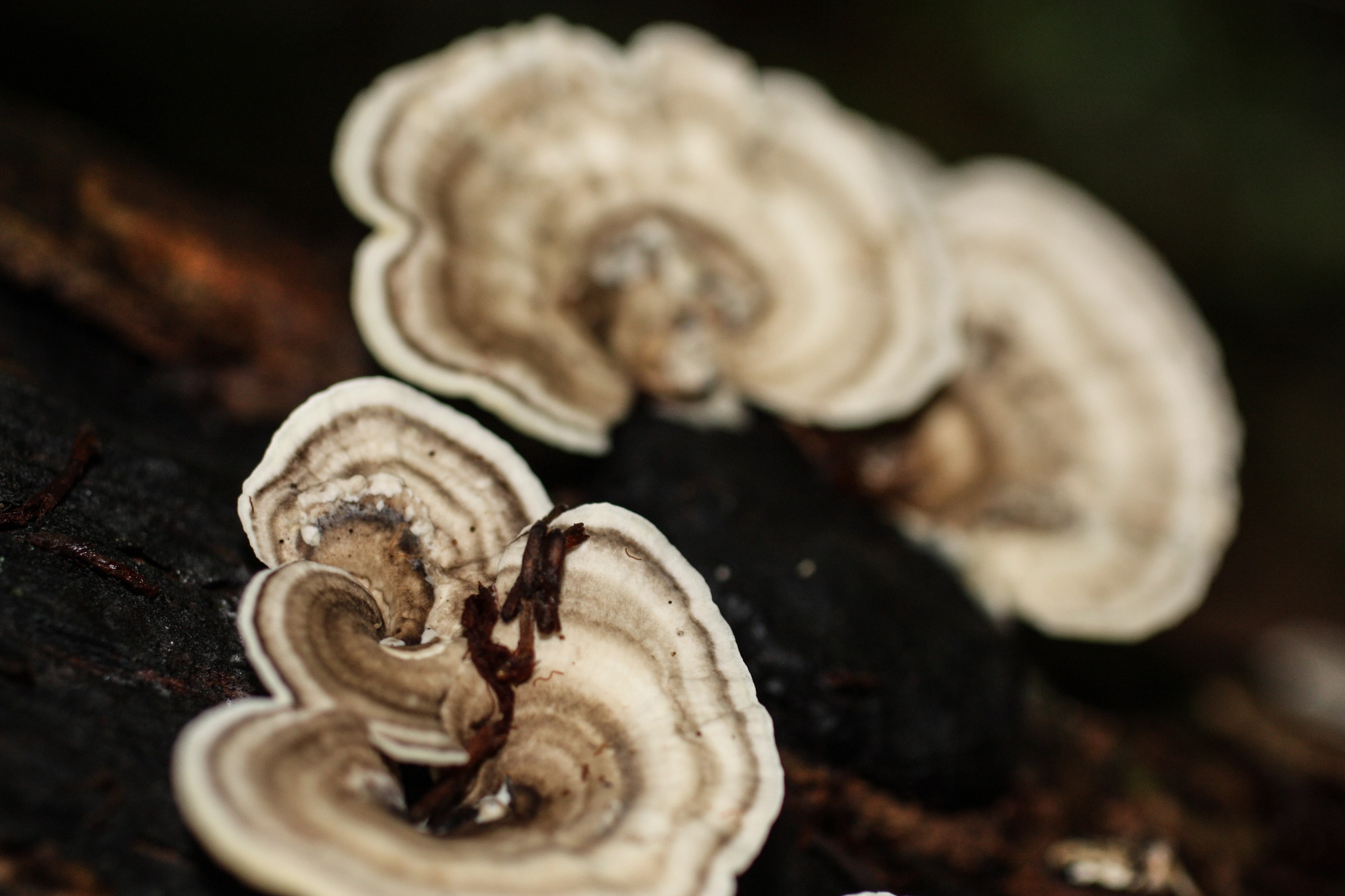 Canon EF 50mm F2.5 Macro sample photo. Yacuma lodge wildlife photography
