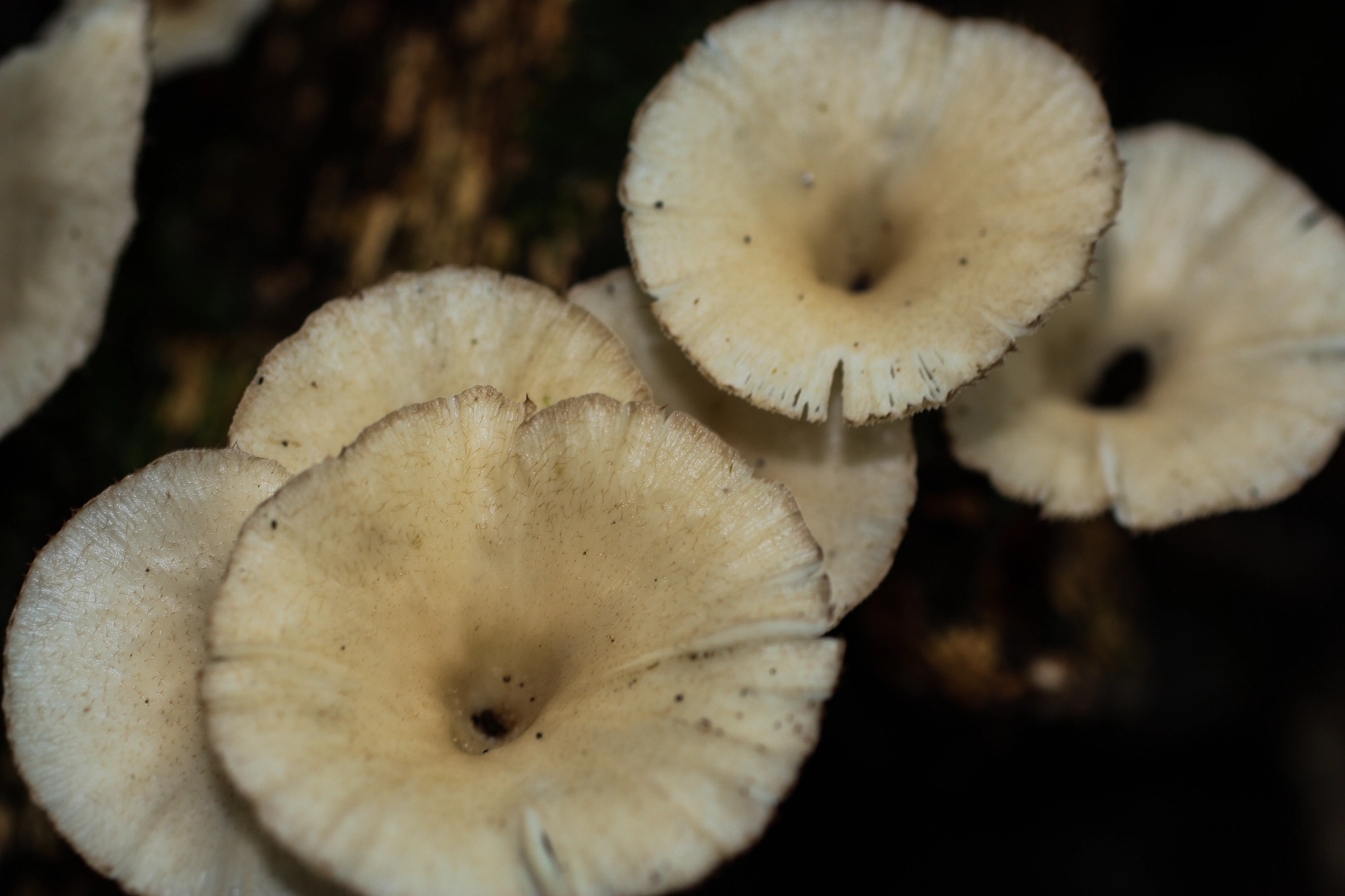 Canon EF 50mm F2.5 Macro sample photo. Yacuma lodge wildlife photography