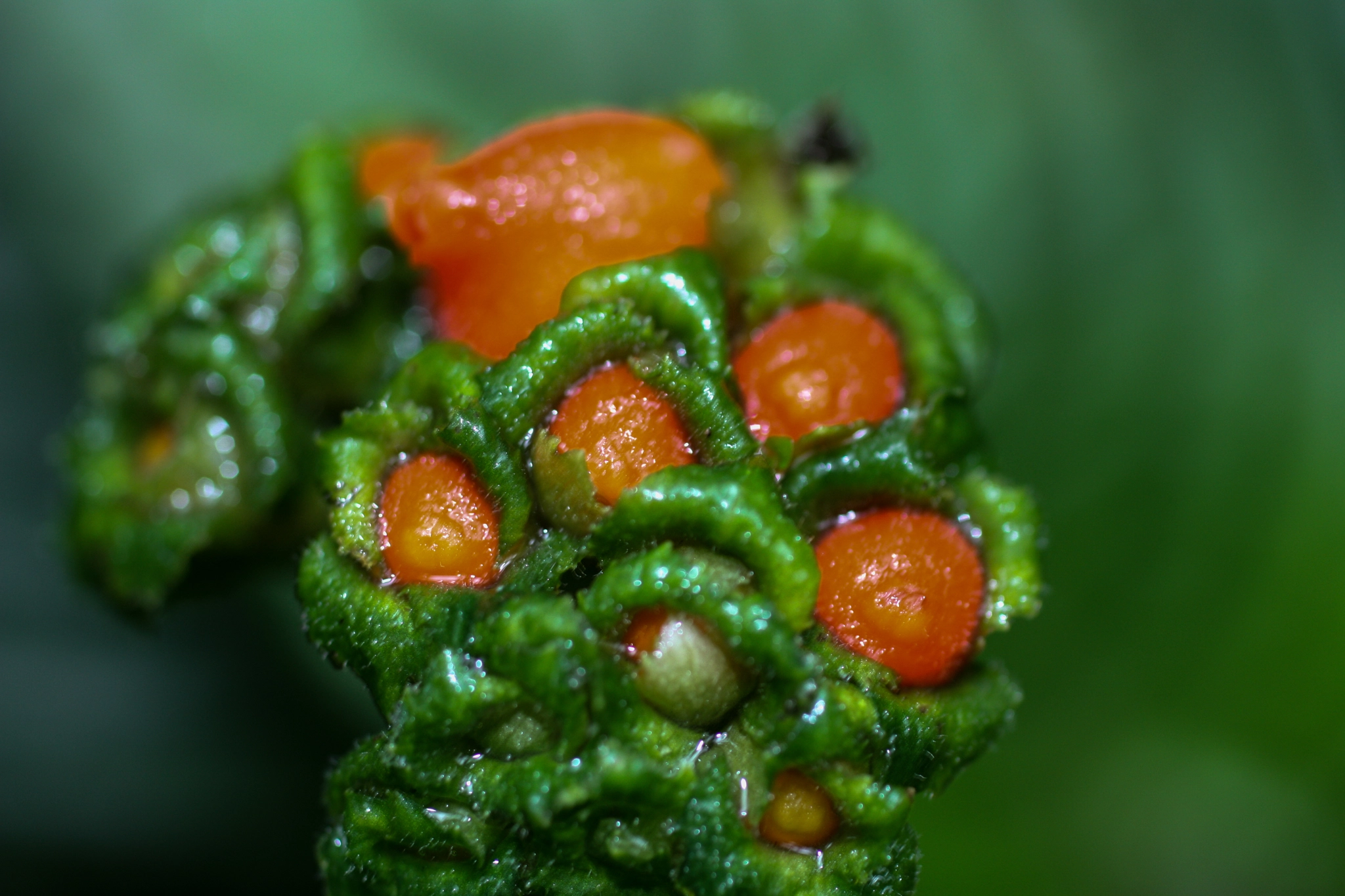 Canon EOS 450D (EOS Rebel XSi / EOS Kiss X2) + Canon EF 50mm F2.5 Macro sample photo. Yacuma lodge wildlife photography