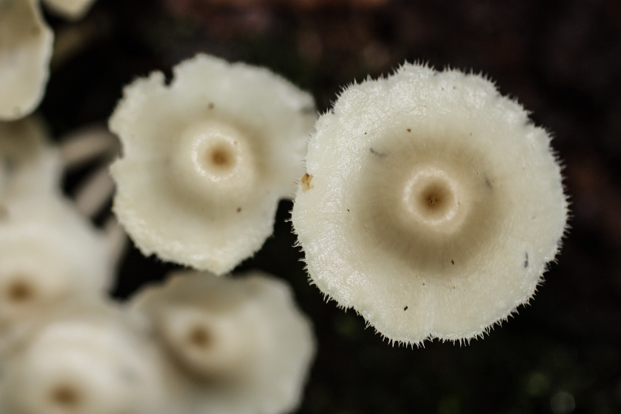 Canon EF 50mm F2.5 Macro sample photo. Yacuma lodge wildlife photography