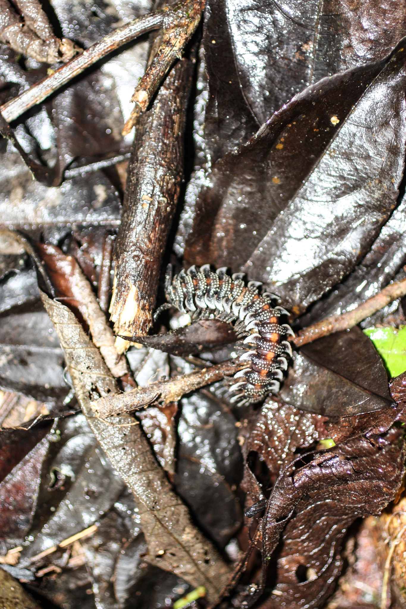 Canon EF 50mm F2.5 Macro sample photo. Yacuma lodge wildlife photography