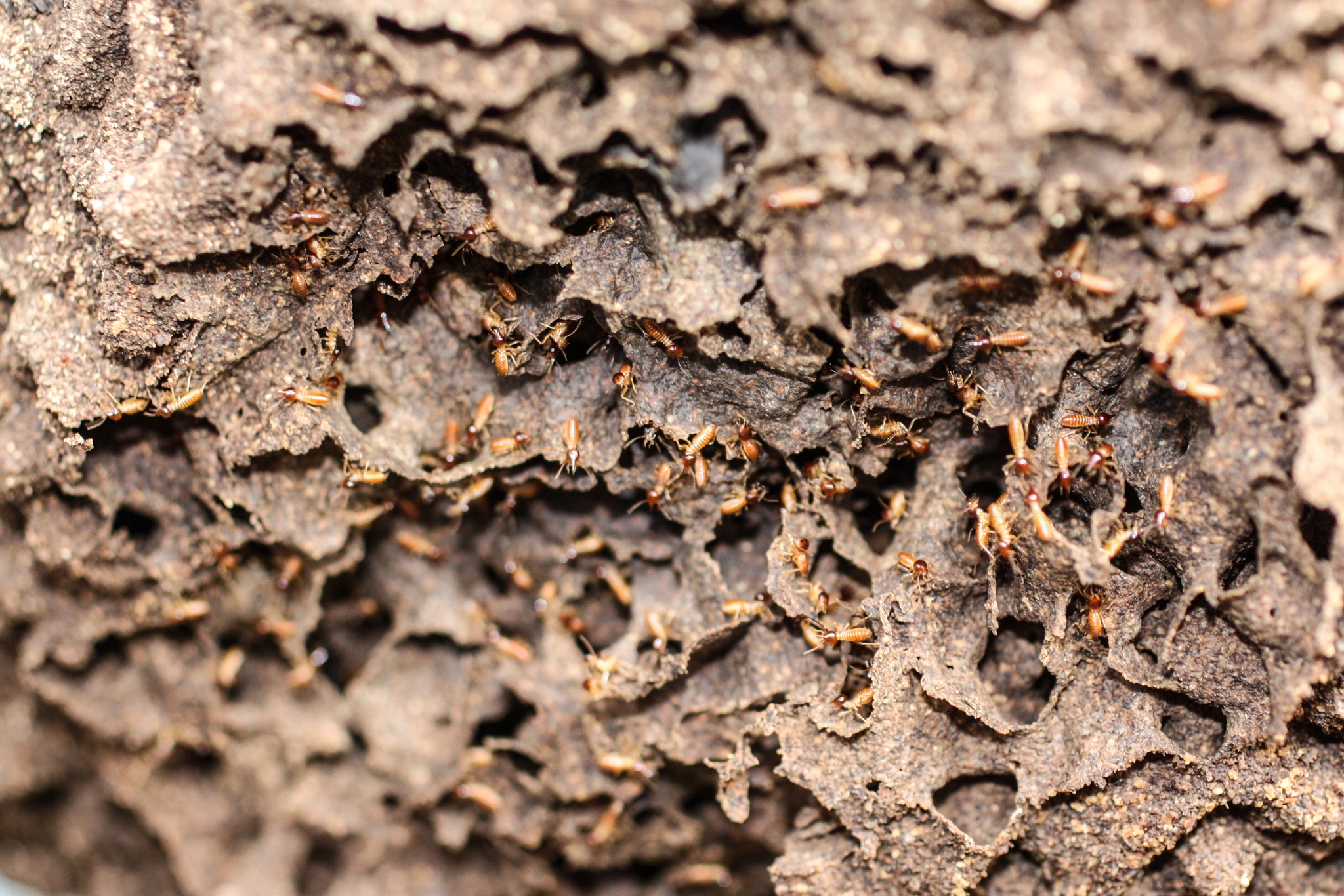 Canon EF 50mm F2.5 Macro sample photo. Yacuma lodge wildlife photography