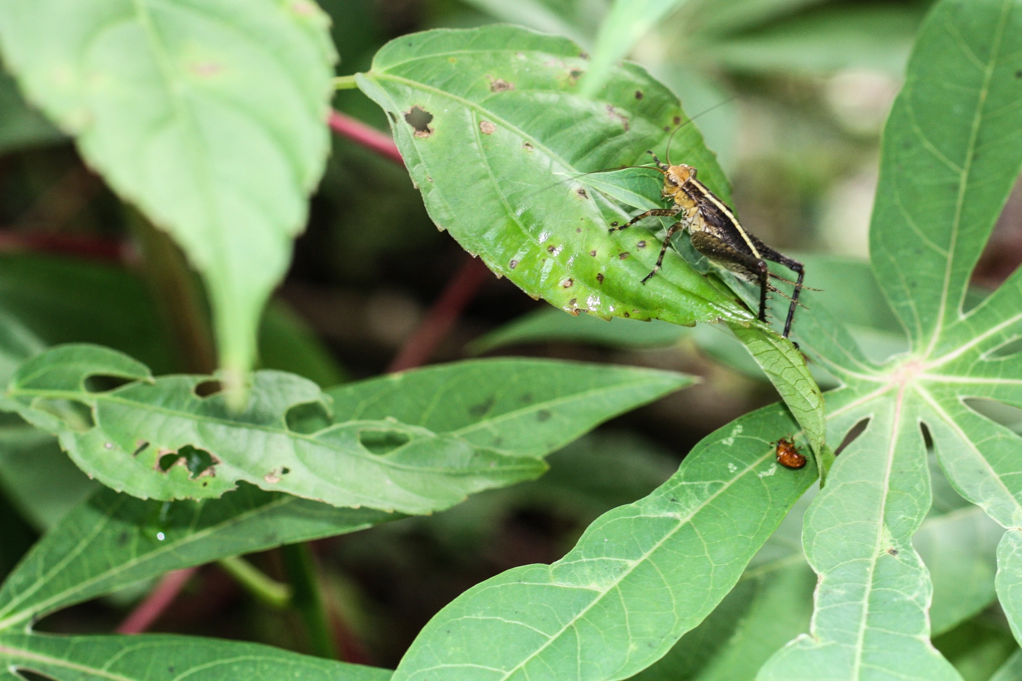 Canon EOS 450D (EOS Rebel XSi / EOS Kiss X2) + Canon EF 50mm F2.5 Macro sample photo. Yacuma lodge wildlife photography