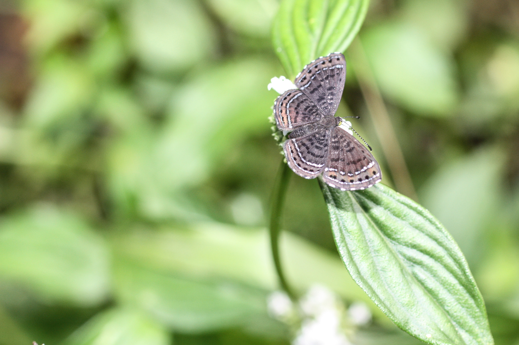 Canon EF 50mm F2.5 Macro sample photo. Yacuma lodge wildlife photography