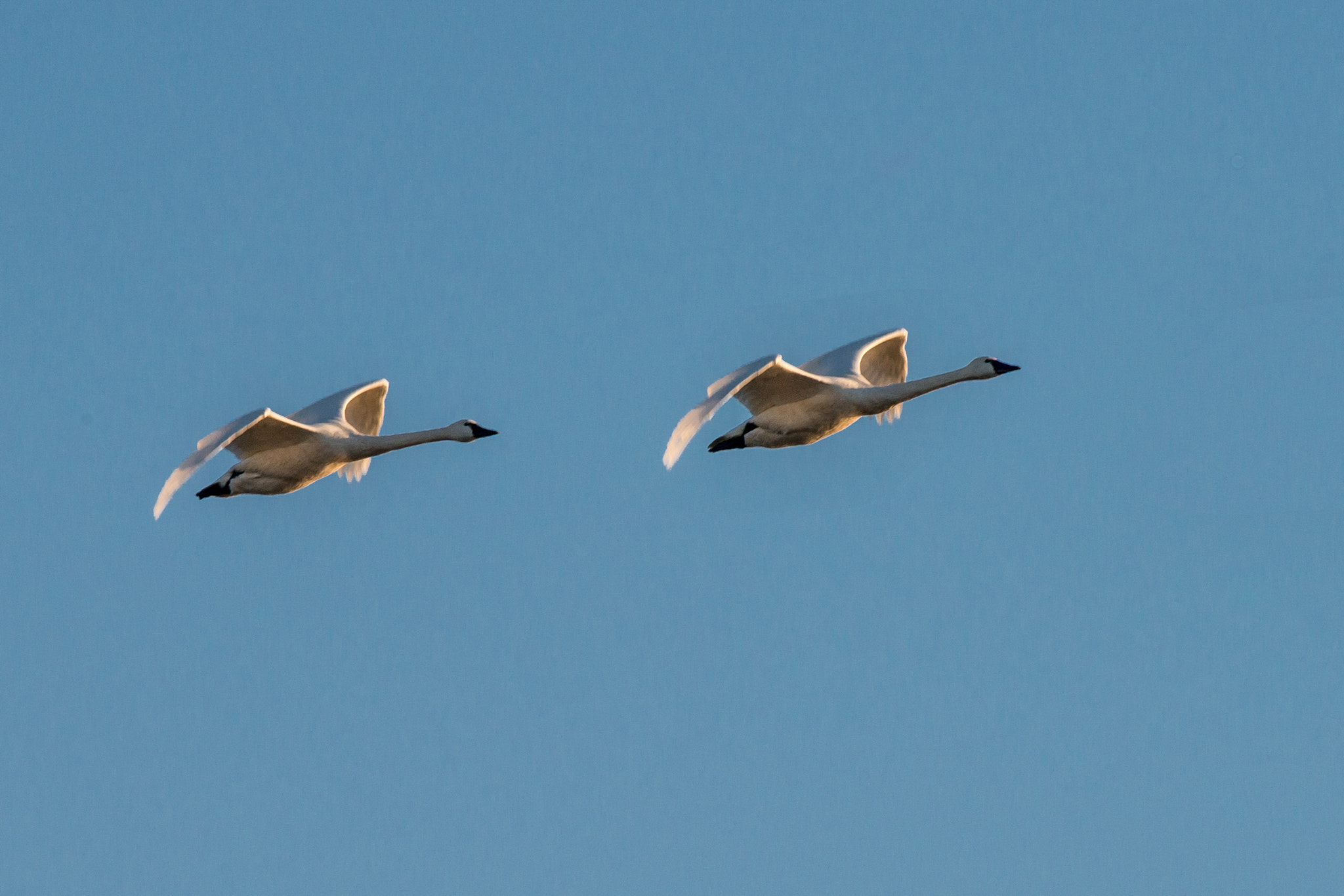 Nikon AF-S Nikkor 200-500mm F5.6E ED VR sample photo. Snow goose pair photography