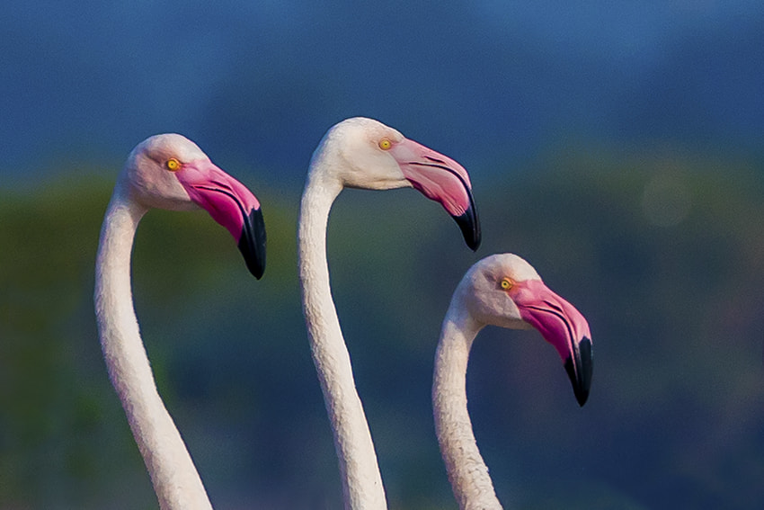 Canon EOS 5DS R sample photo. Portrait of flemingos by prashant godbole photography