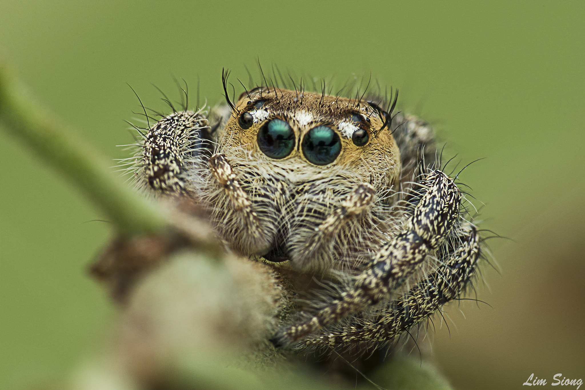 Sigma 70-300mm F4-5.6 APO DG Macro sample photo. Jumping spider photography