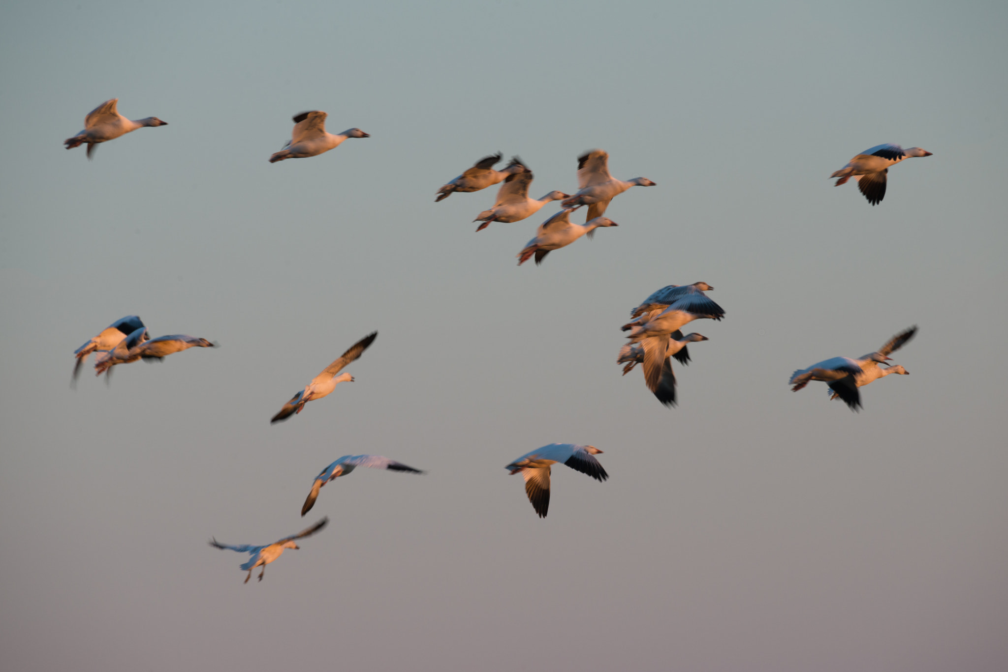 Nikon AF-S Nikkor 200-500mm F5.6E ED VR sample photo. Snow geese in flight photography