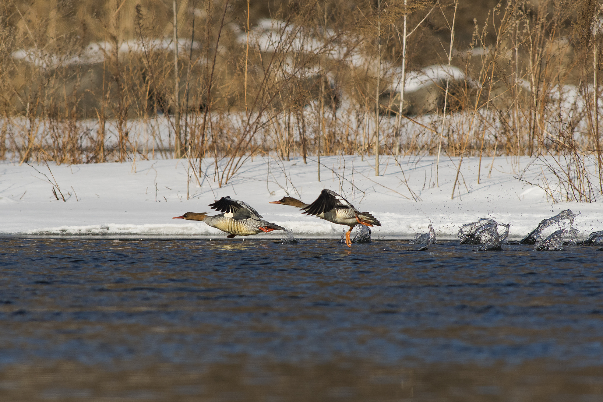 Nikkor 500mm f/4 P ED IF sample photo