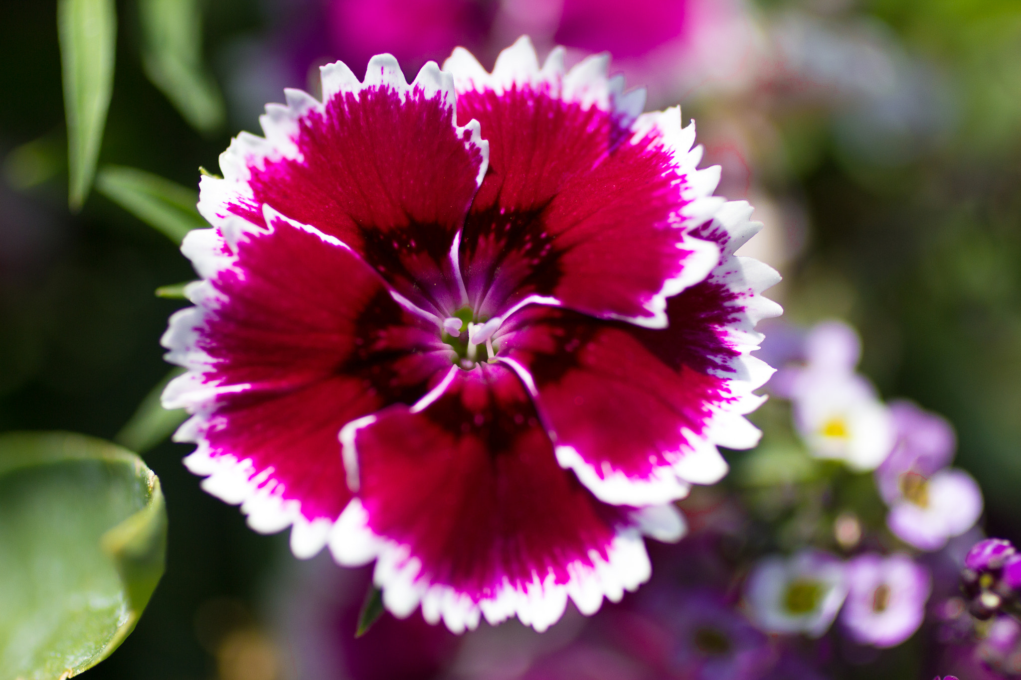 Canon EF 50mm F2.5 Macro sample photo. Floral photography