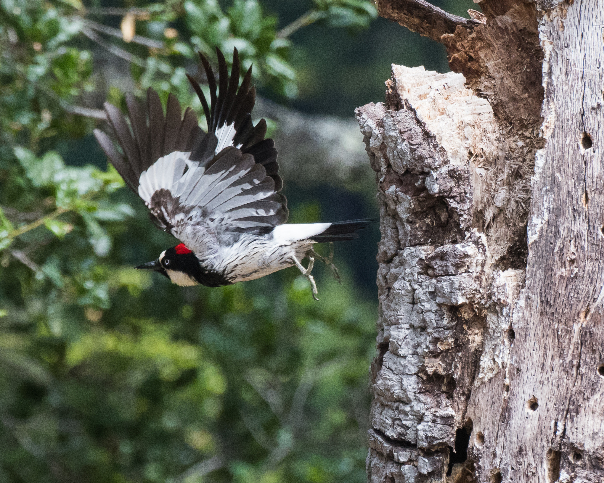Nikon D500 sample photo. Take flight it's a beautiful day photography