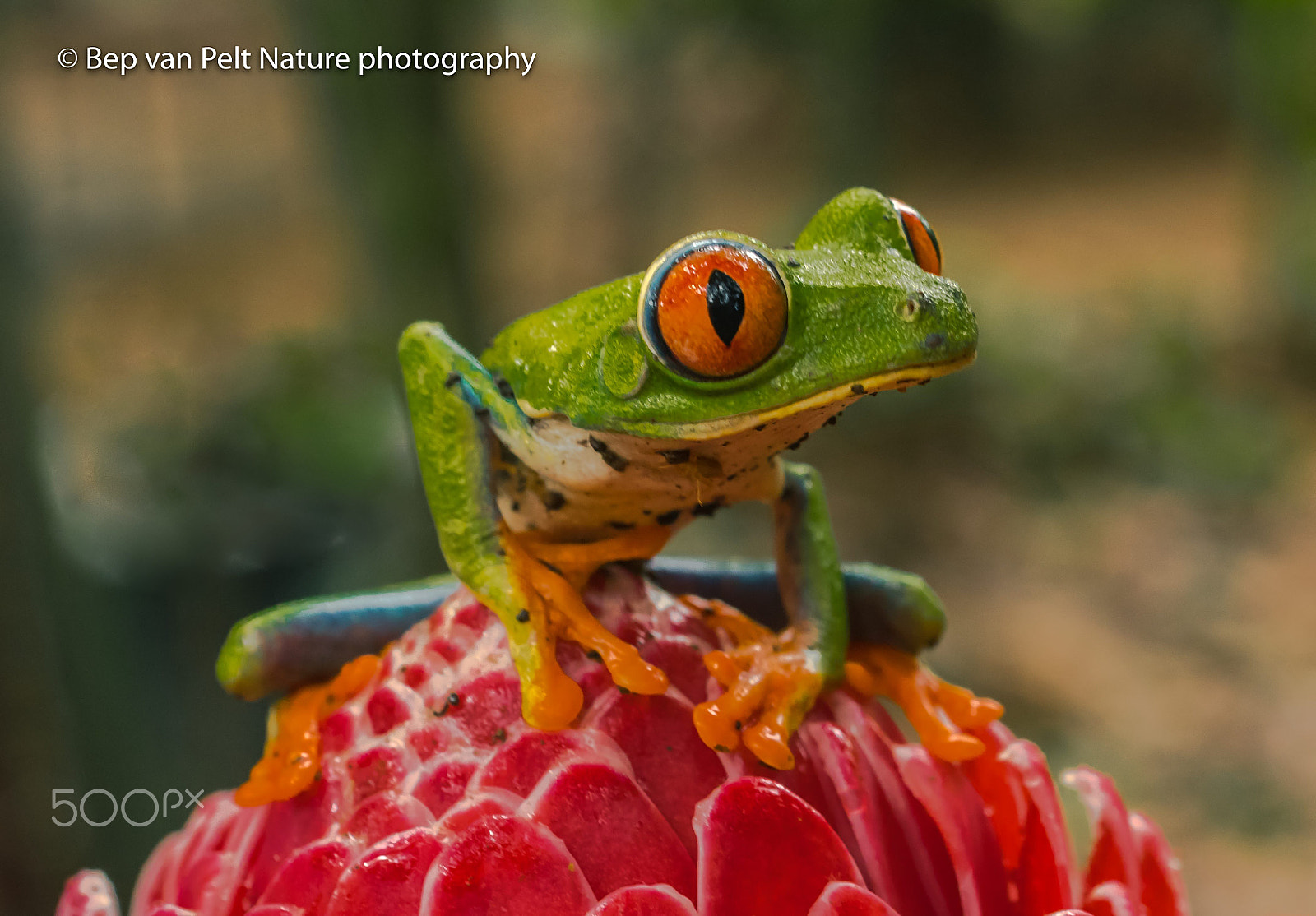 Nikon D500 sample photo. Red-eyed treefrog photography