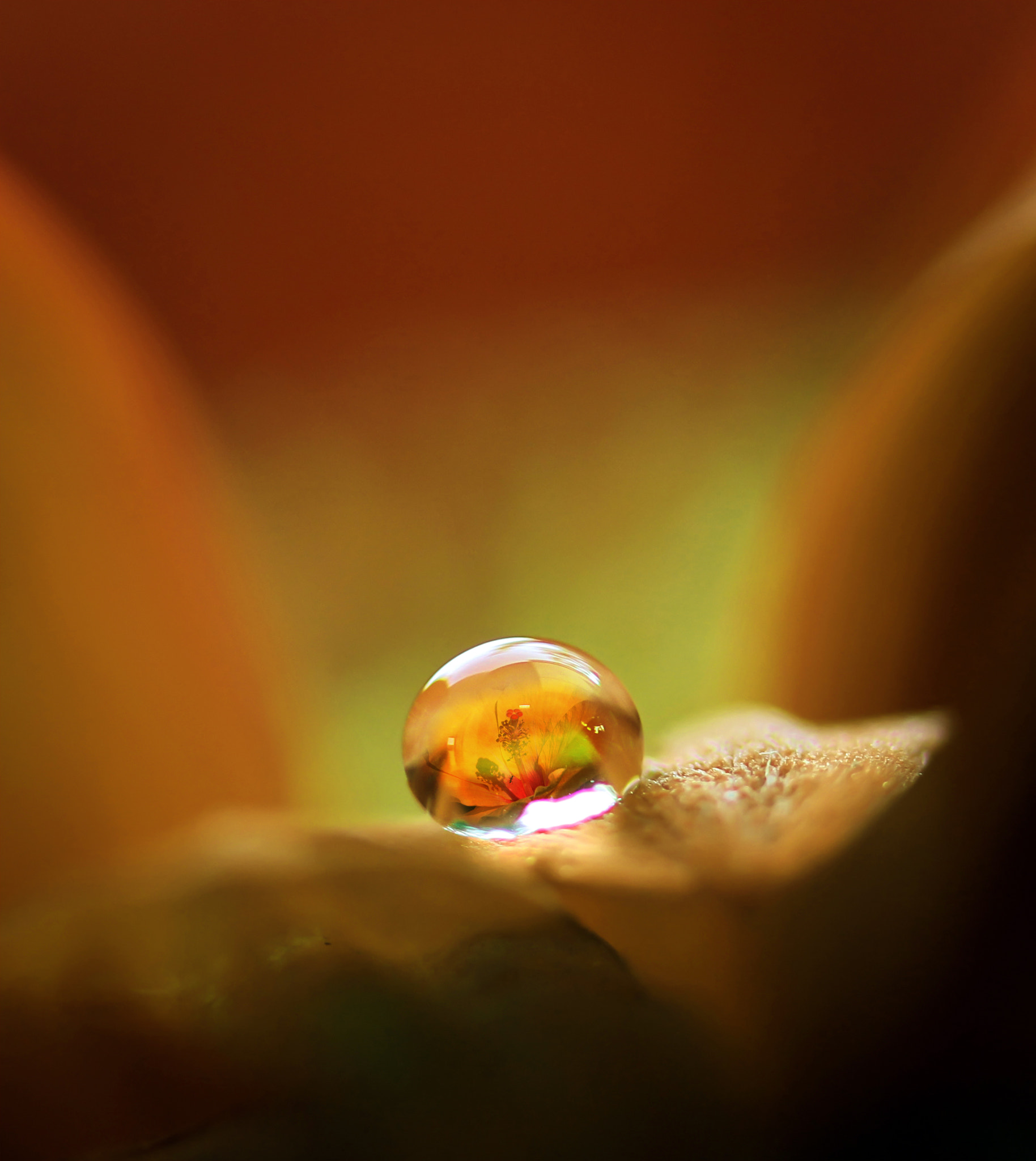 Canon EF-S 60mm F2.8 Macro USM sample photo. Silent yellow photography