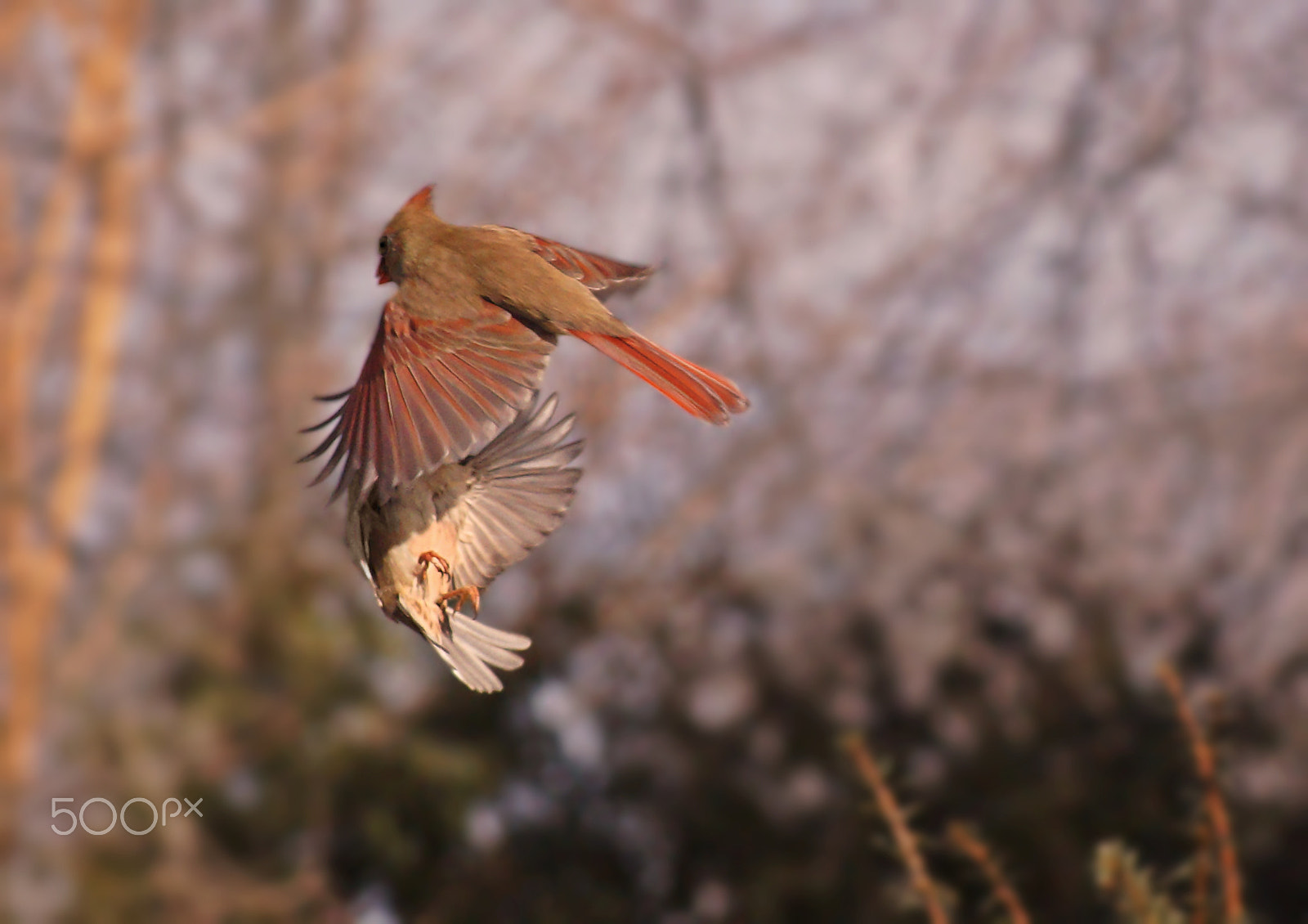 Sony SLT-A37 sample photo. Crash!! photography