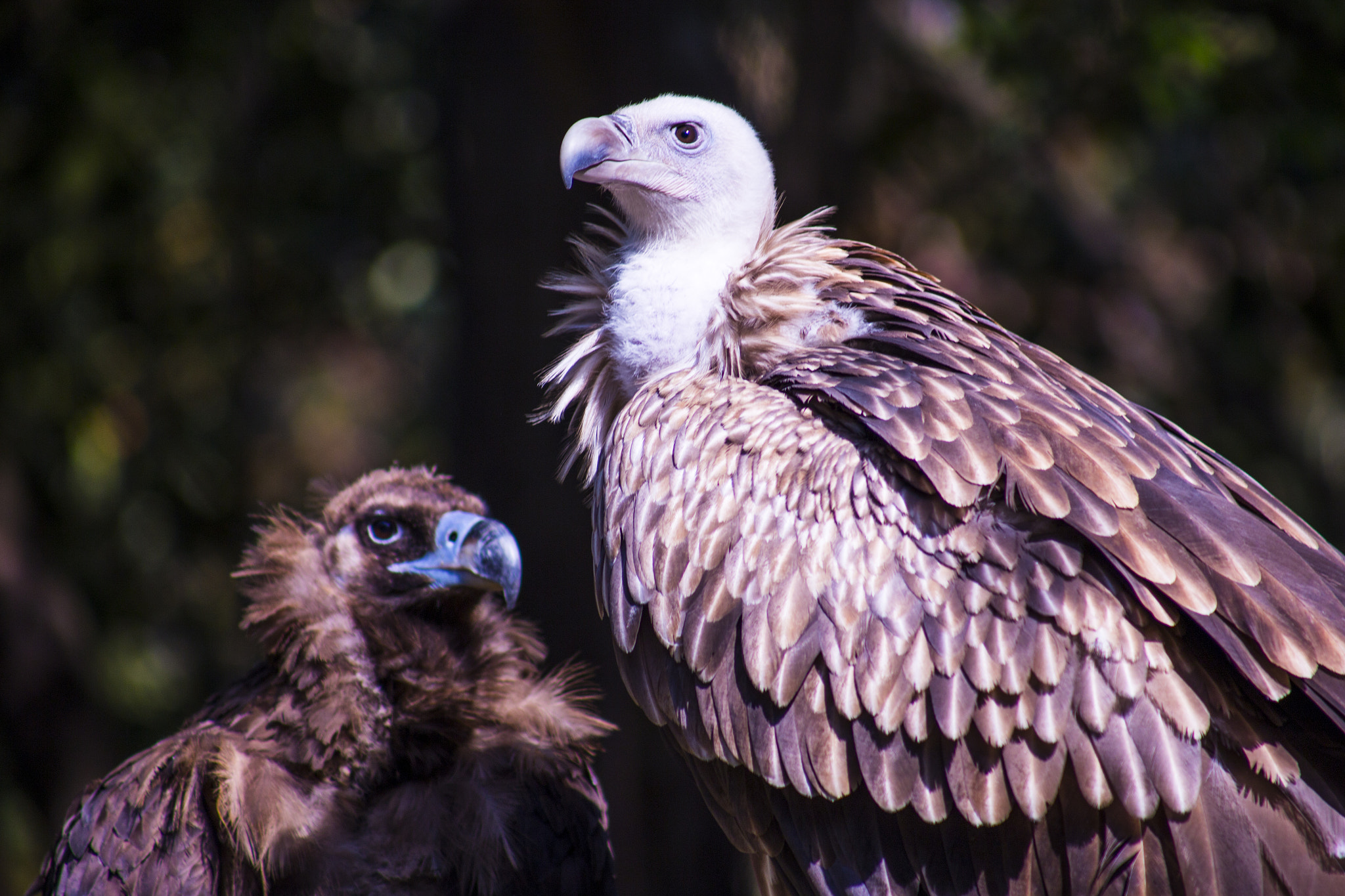 Canon EOS 6D + EF75-300mm f/4-5.6 sample photo. The vultures 秃鹫 photography