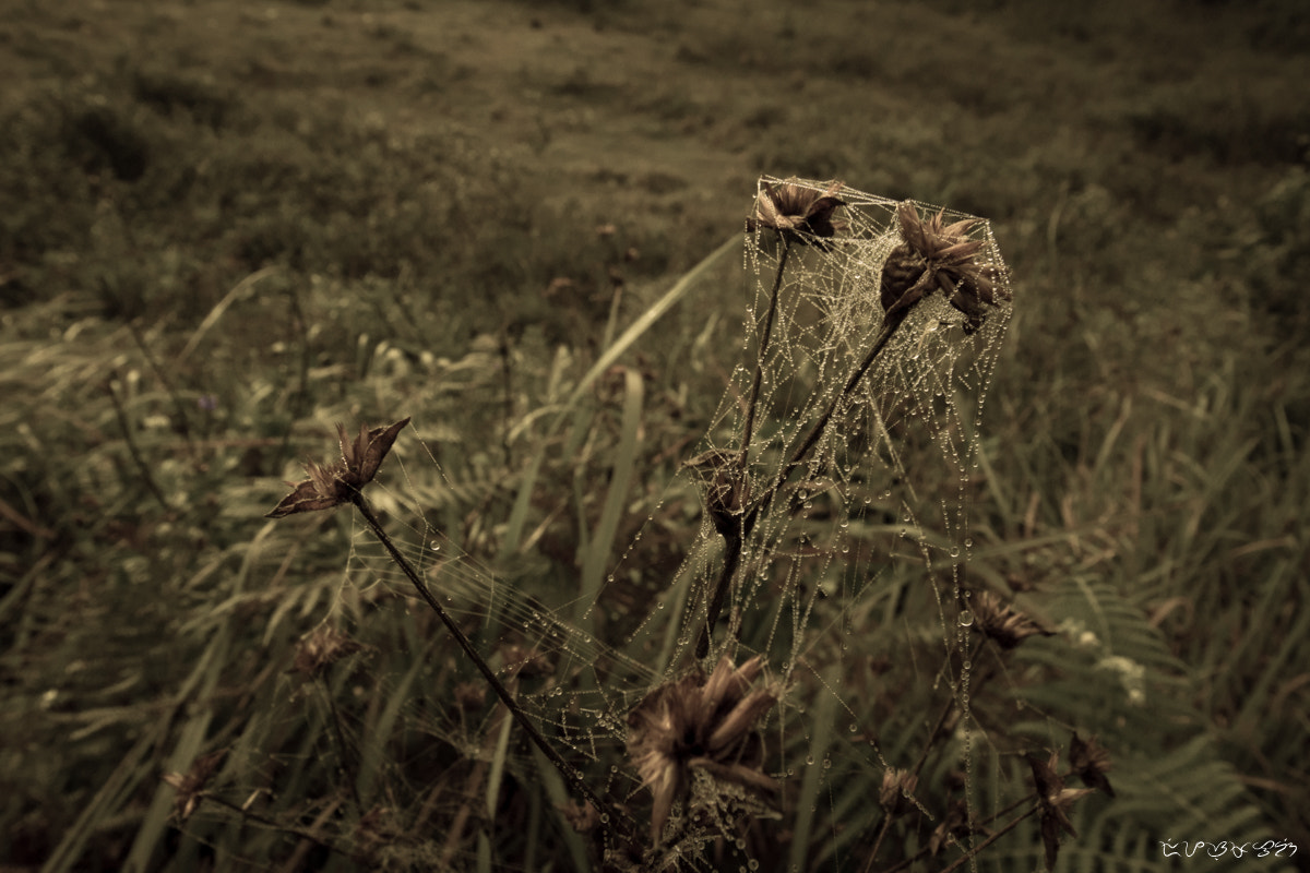 Canon EOS M sample photo. Flower of the past photography