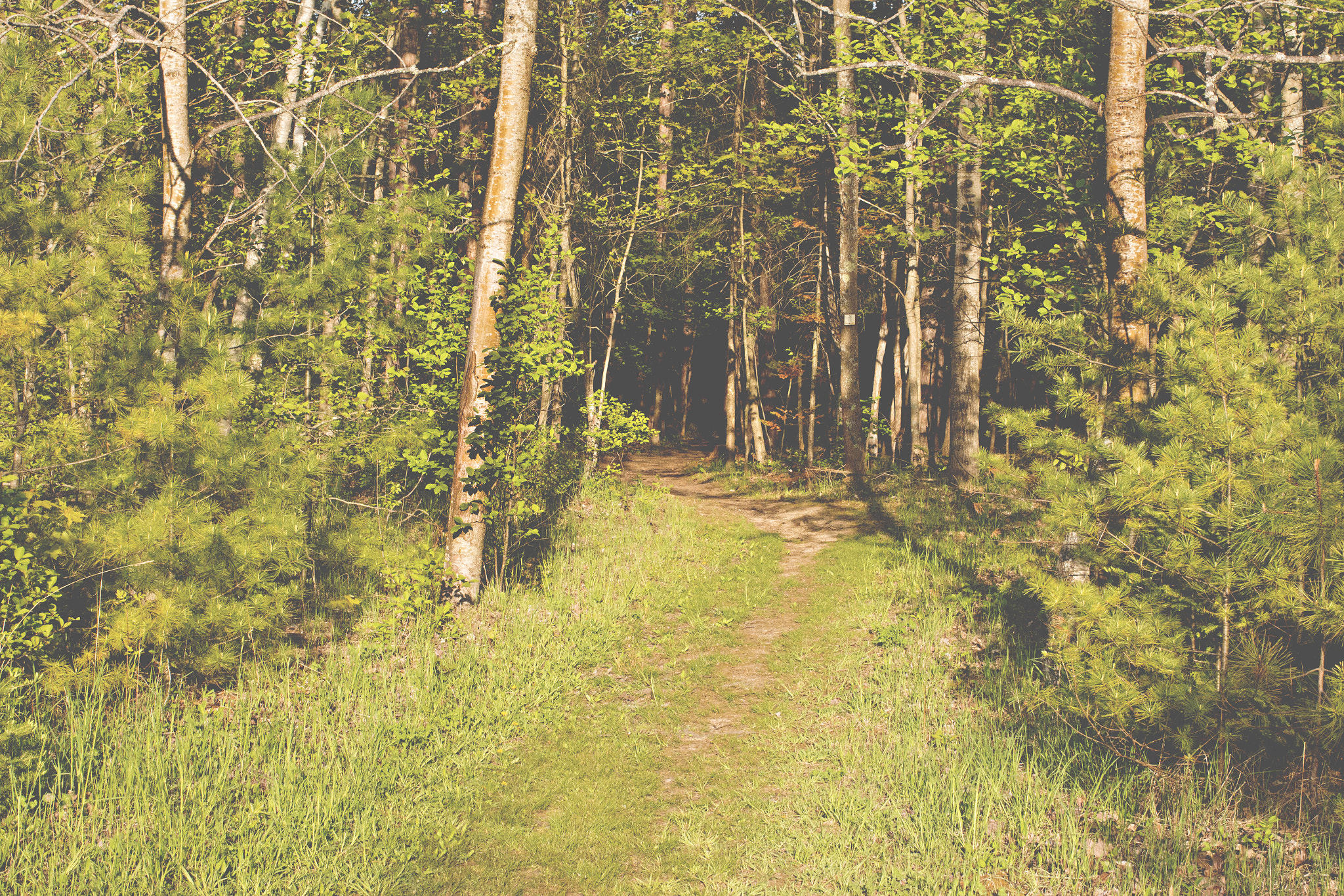 Canon EF 40mm F2.8 STM sample photo. Forest path photography