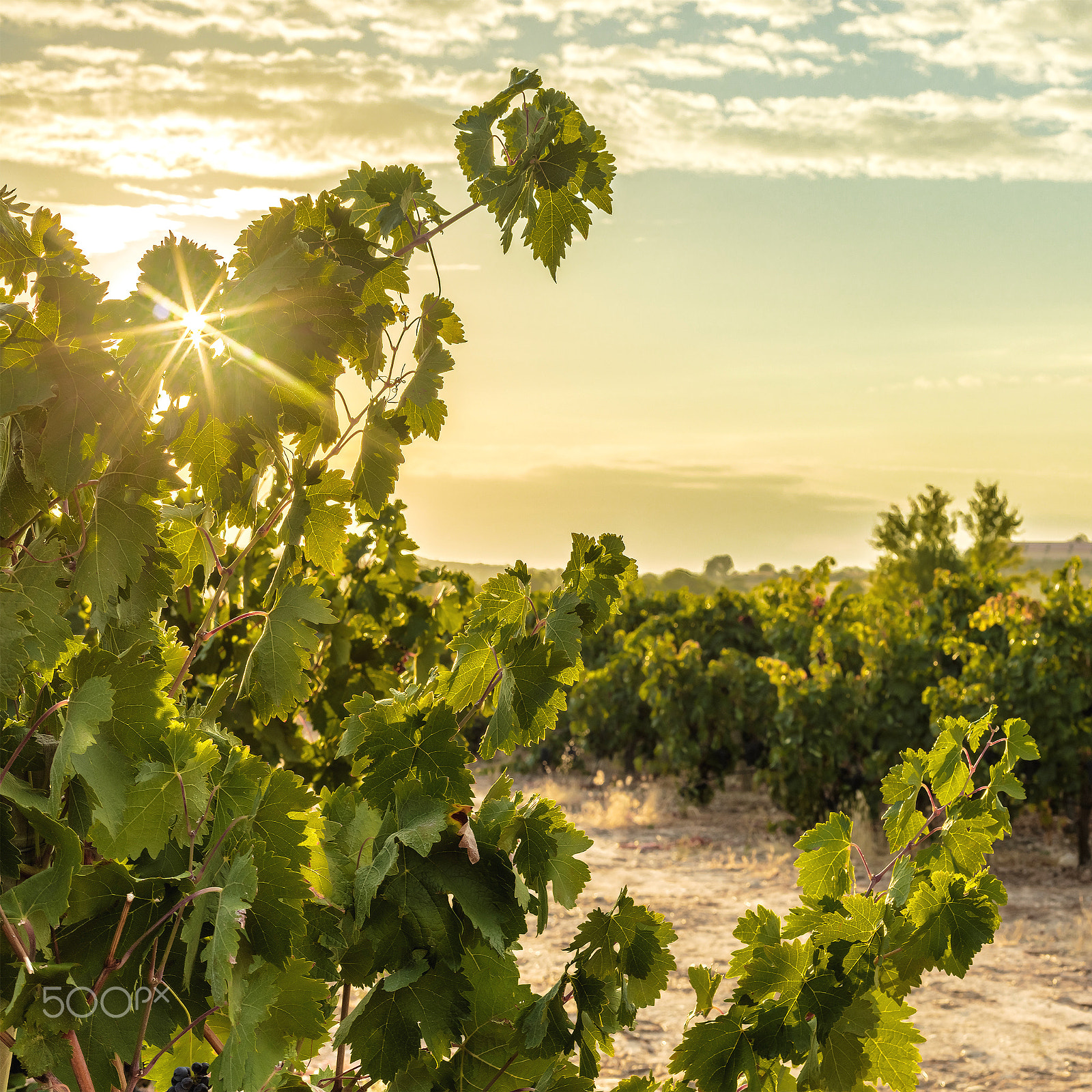 Canon EOS 5DS R sample photo. Photo of sun rising above vineyard photography